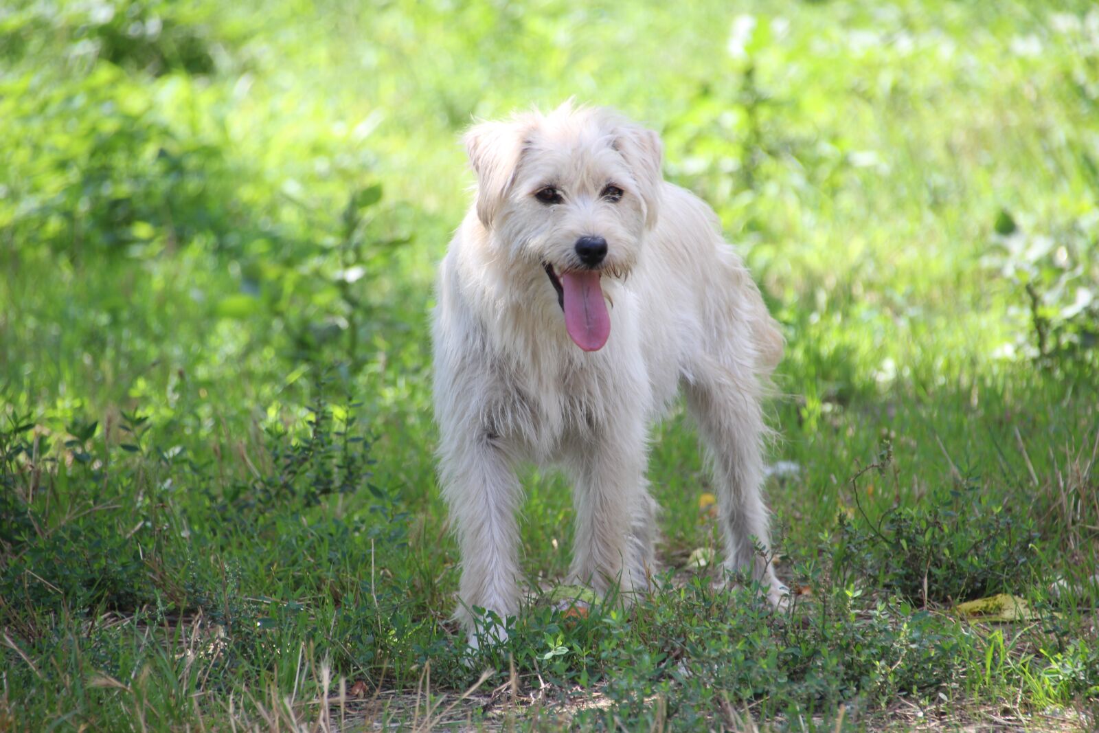 Canon EOS 700D (EOS Rebel T5i / EOS Kiss X7i) sample photo. Dog, meadow, green photography