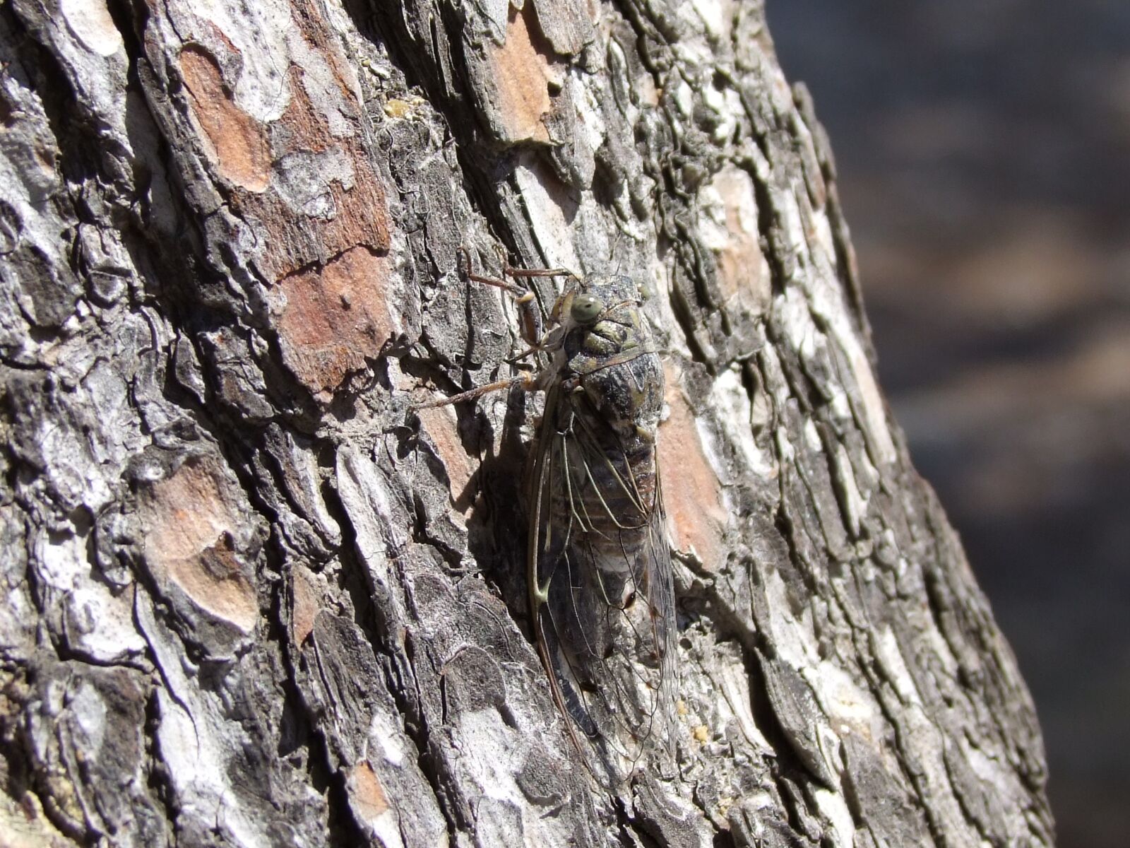 Fujifilm FinePix S100fs sample photo. Insect, tree, close up photography