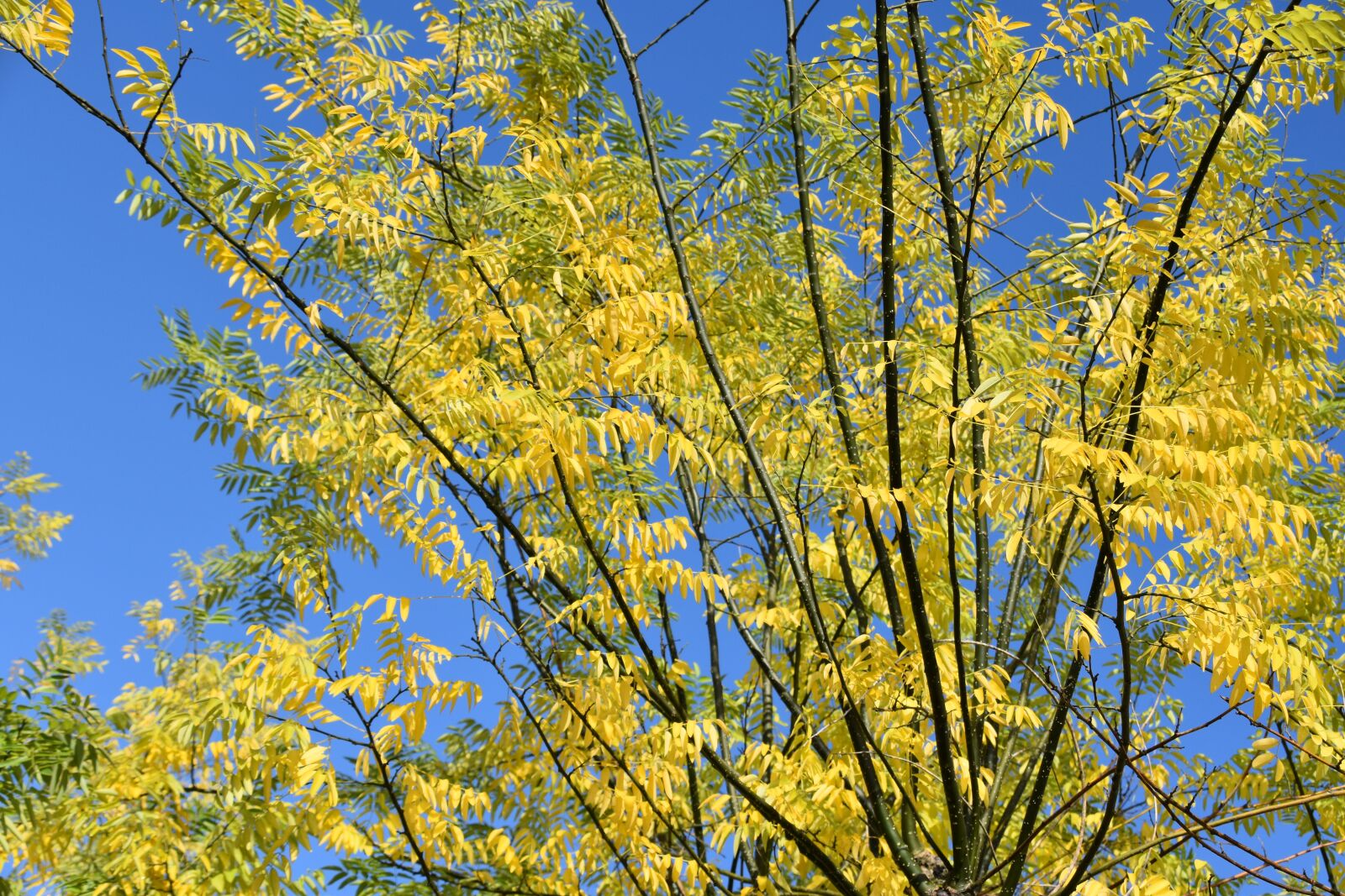 Nikon D5600 sample photo. Acacia, branch acacia, shrub photography