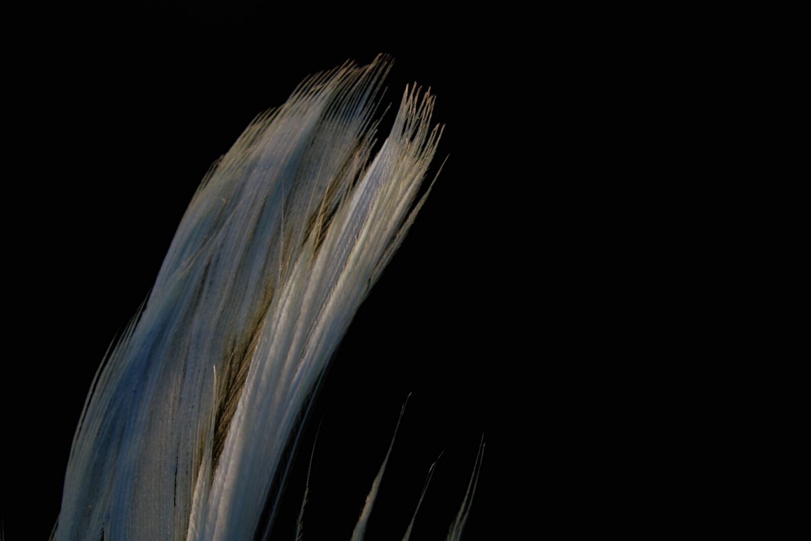 Canon EOS 750D (EOS Rebel T6i / EOS Kiss X8i) sample photo. Feather, bird, avian photography