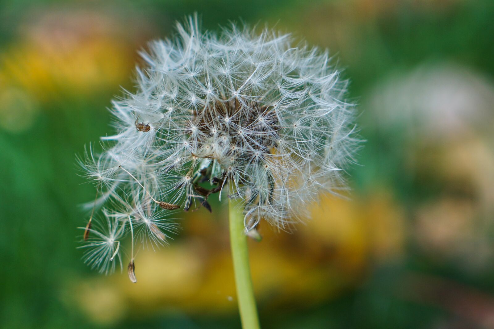 Sony a5100 + E 50mm F1.8 OSS sample photo. Dandelion, autumn, tick photography