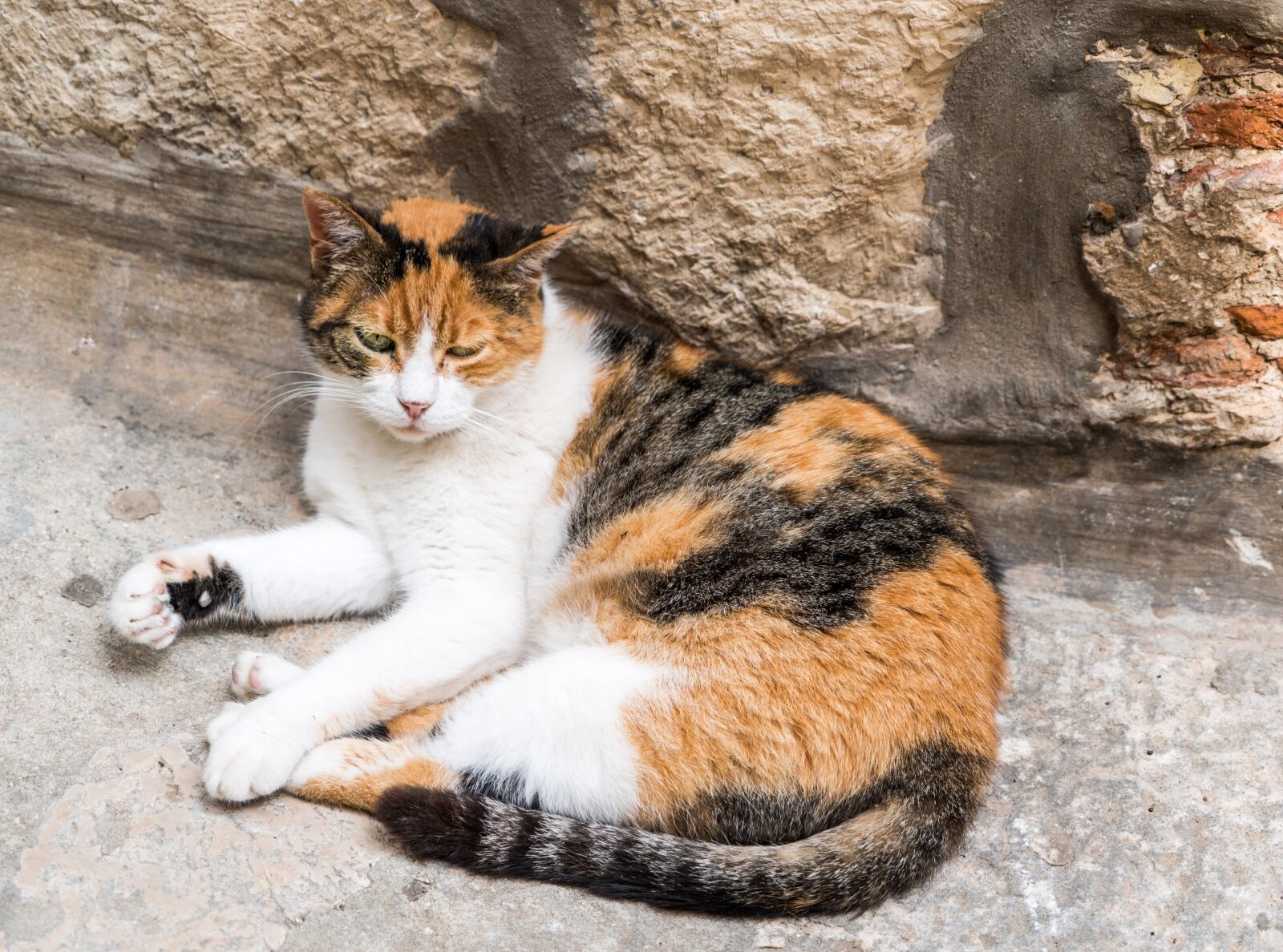 Sony a7R II + Sony FE 24-240mm F3.5-6.3 OSS sample photo. Stray cat, calico, stray photography