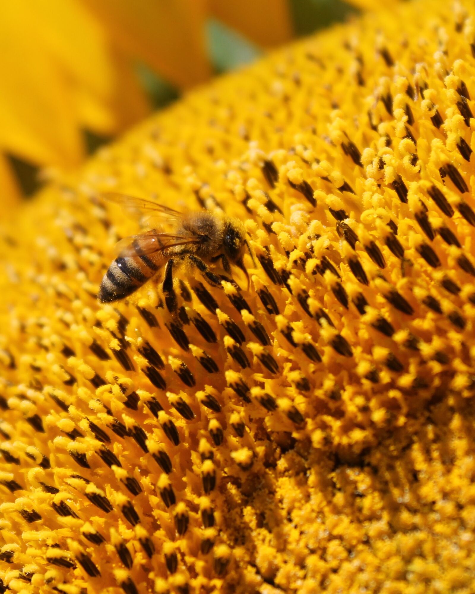 Canon EOS 1100D (EOS Rebel T3 / EOS Kiss X50) sample photo. Sunflower, flower, honey bee photography