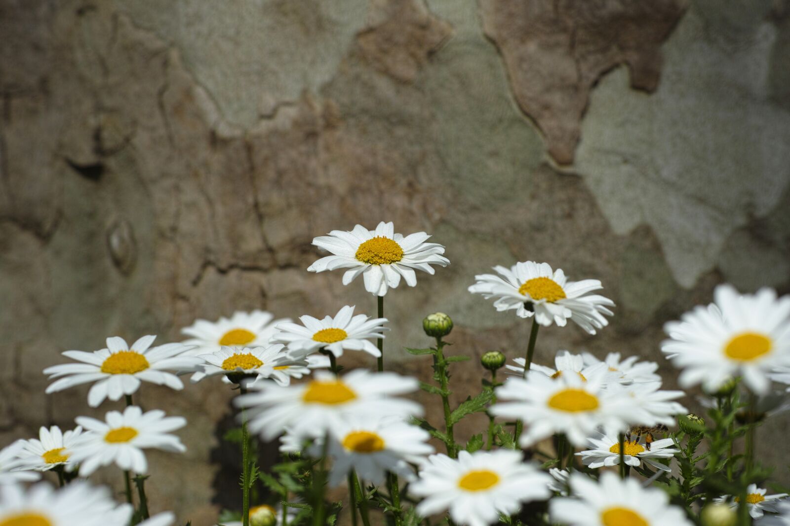 Sigma DP3 Merrill sample photo. Daisy, flower, nature photography