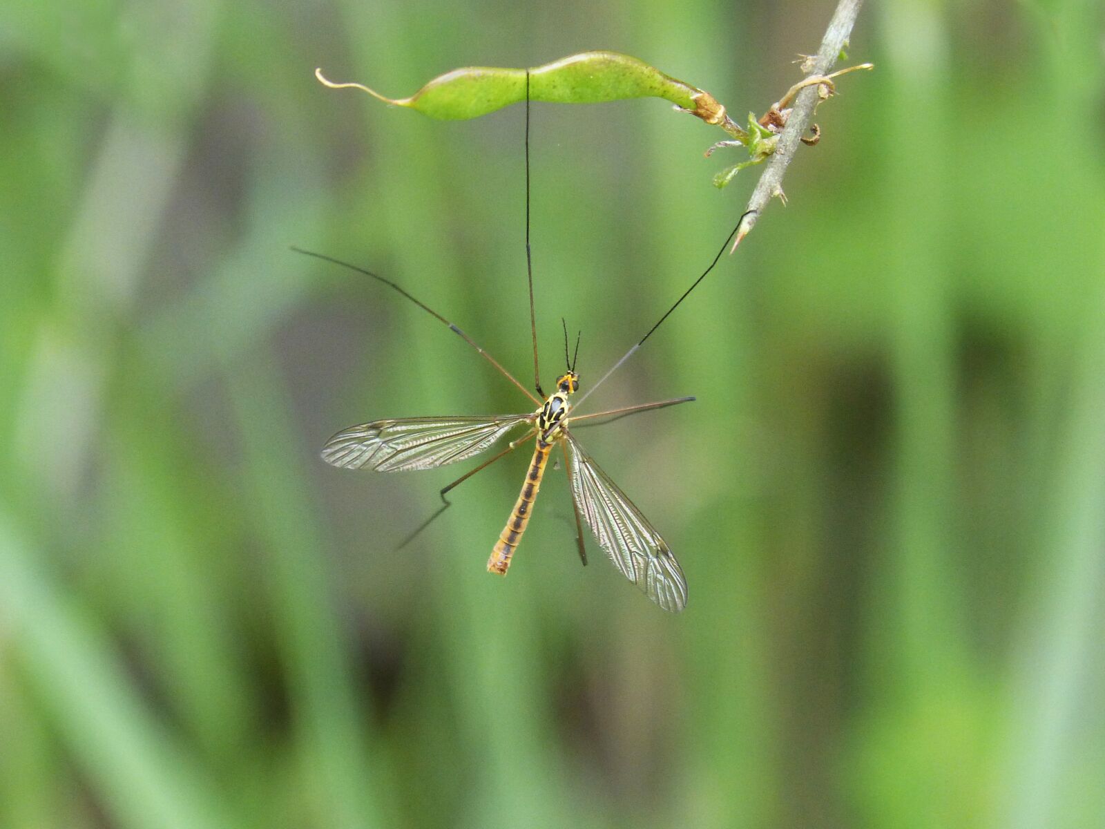 Panasonic DMC-FZ62 sample photo. T pula, fake mosquito photography