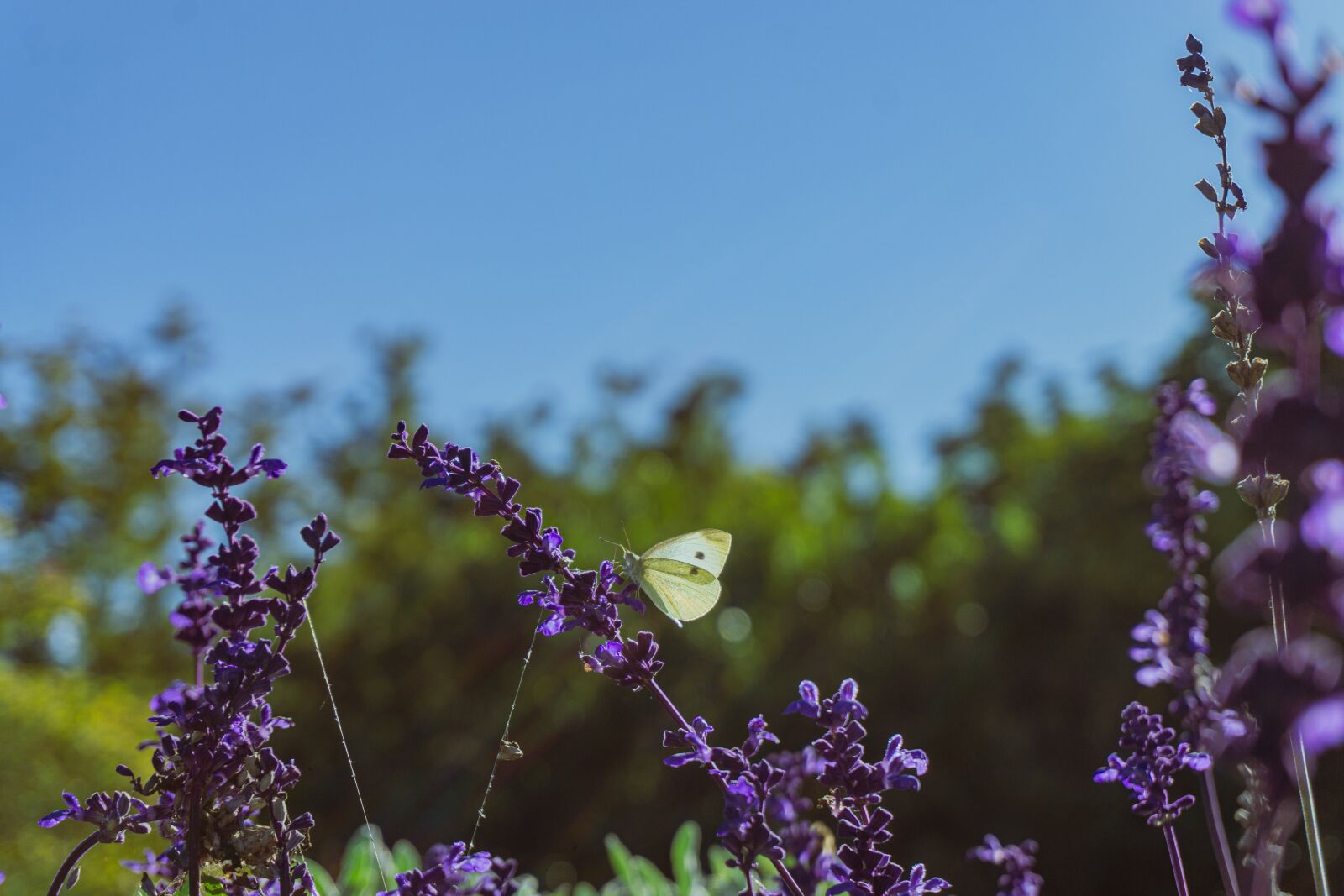 Sony a5100 sample photo. Lavender, butterfly on lavender photography