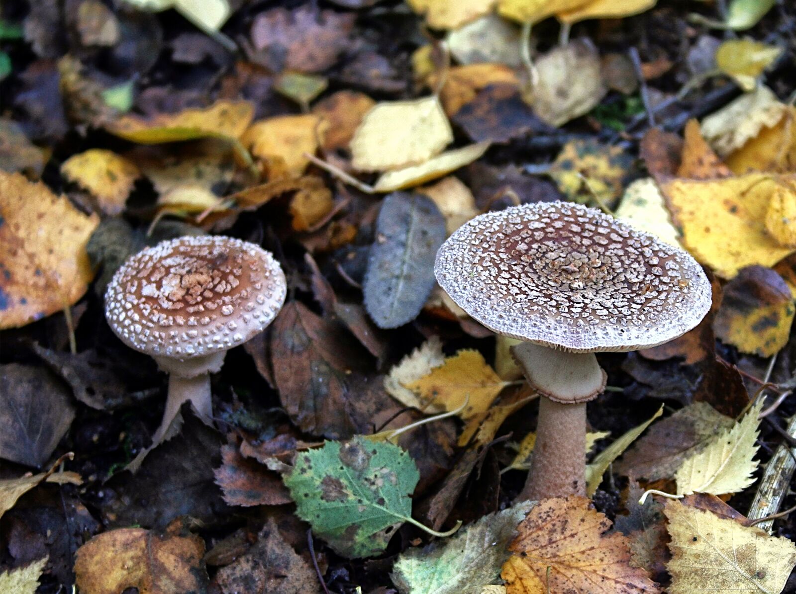 Canon EOS 350D (EOS Digital Rebel XT / EOS Kiss Digital N) sample photo. Fungi, autumn, mushroom photography