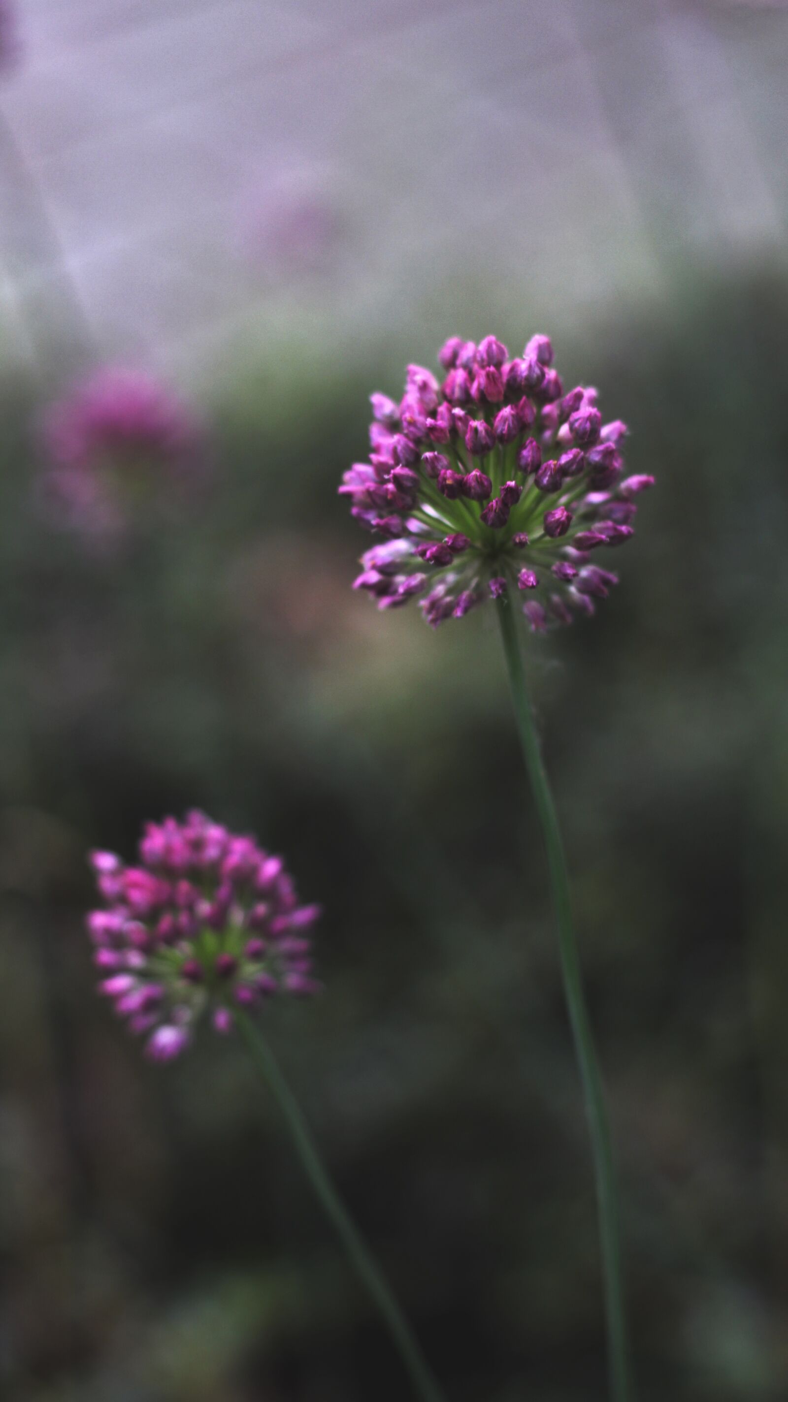 Canon EOS 700D (EOS Rebel T5i / EOS Kiss X7i) sample photo. Minimalism, flower, nature photography
