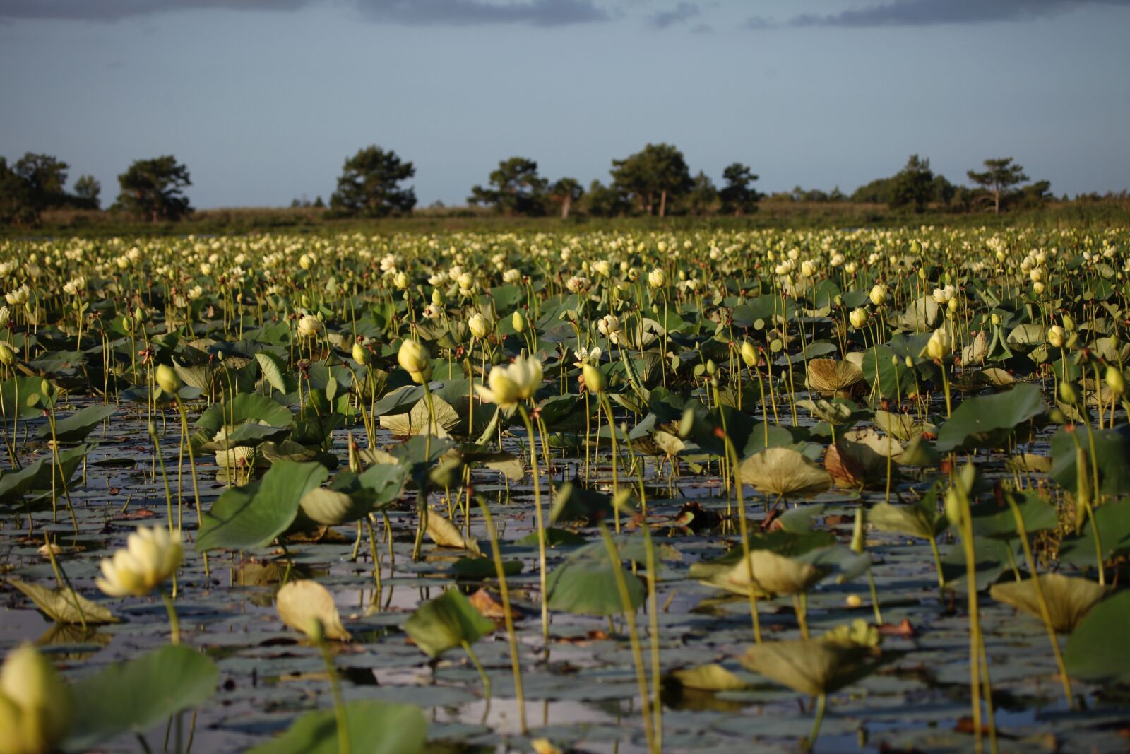 Canon EOS 5D Mark II sample photo. Marsh, florida, flower photography