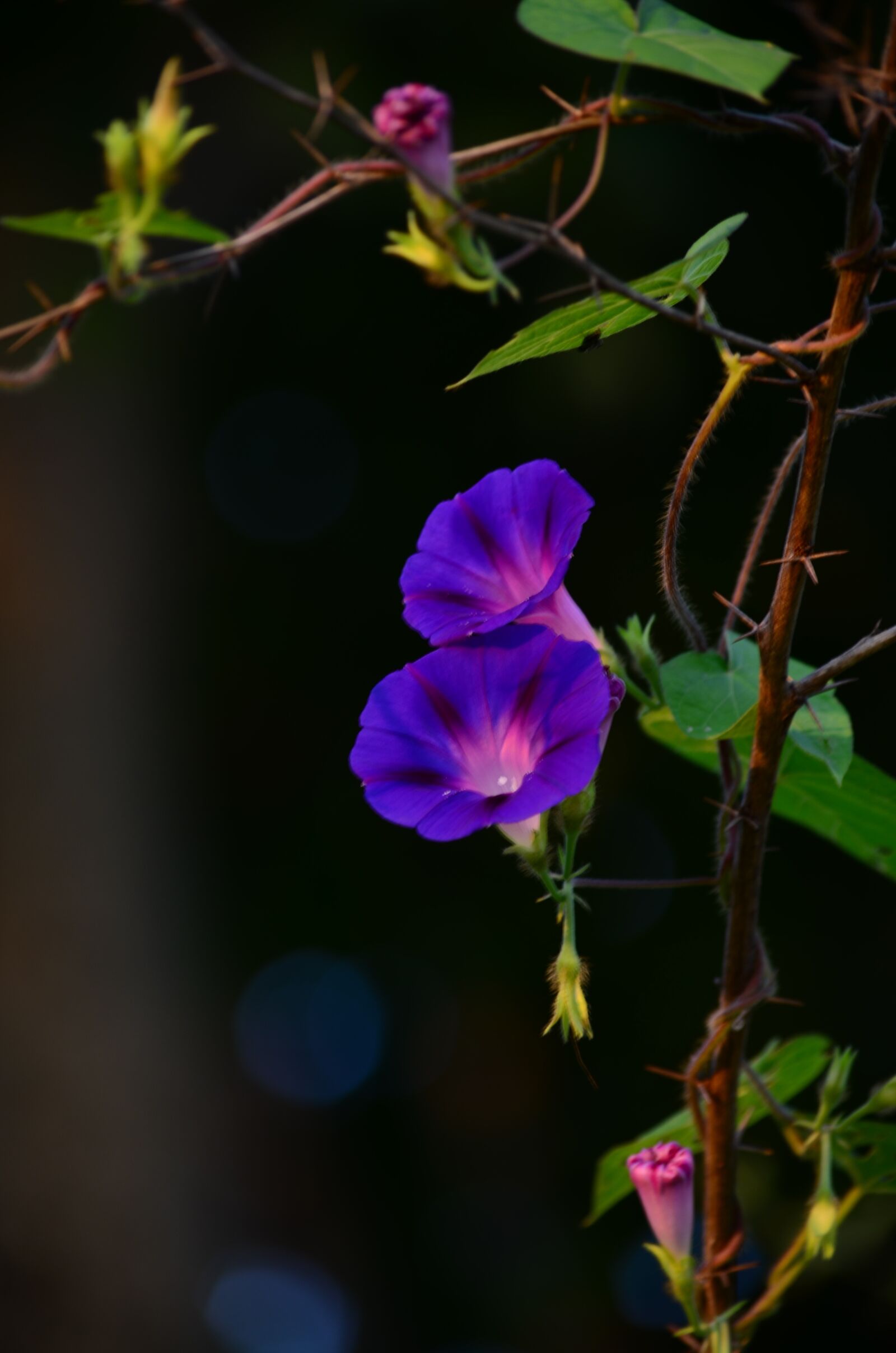 Nikon D5100 sample photo. Nature, plants, flower photography