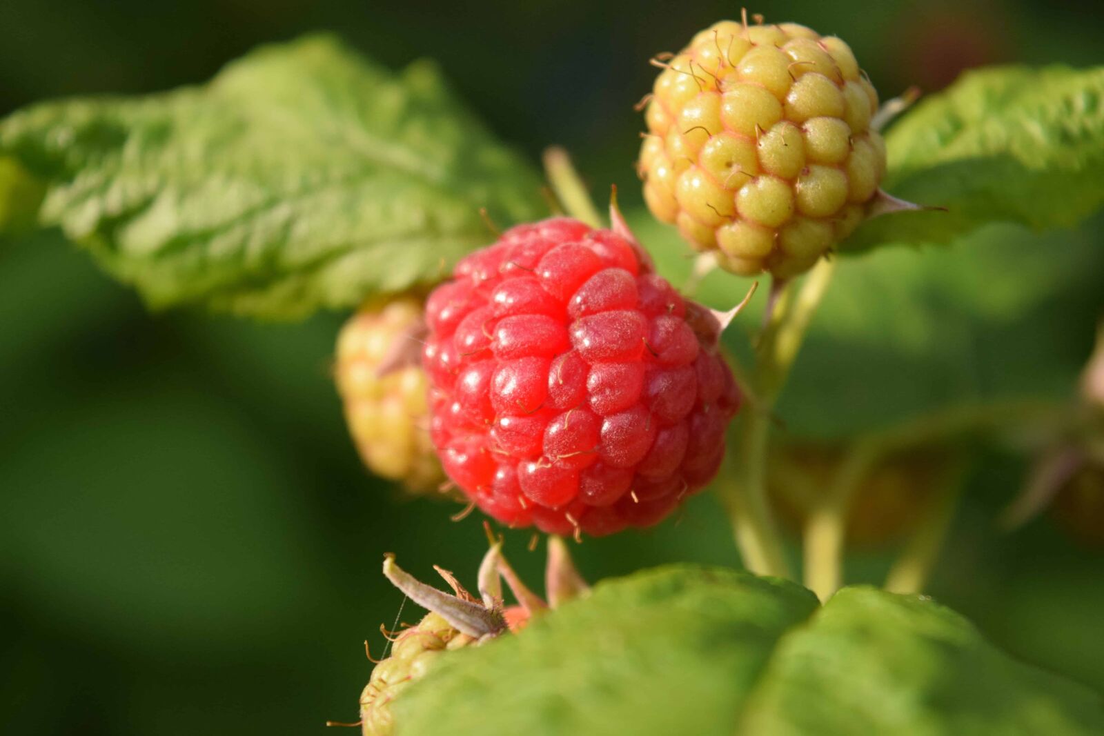 Nikon D3300 sample photo. Berry, food, nature, leaf photography