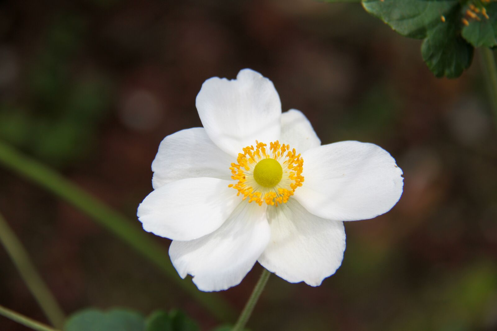 Canon EOS 7D + Canon EF-S 18-200mm F3.5-5.6 IS sample photo. Anemone, fall, garden photography