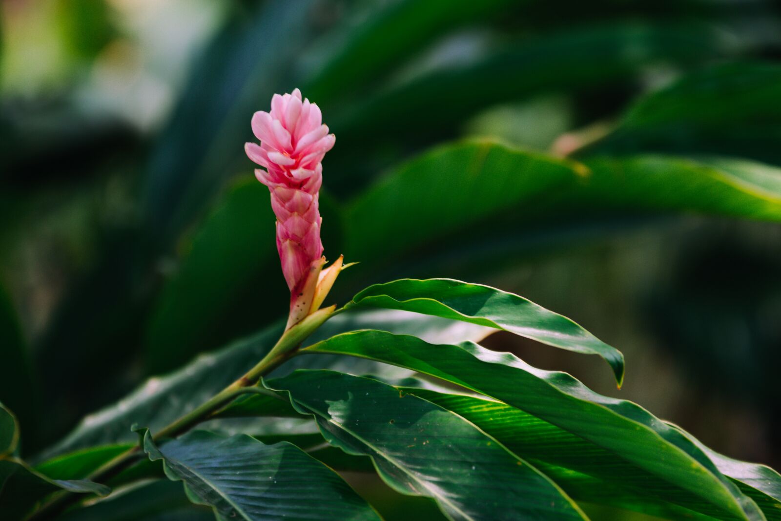 Nikon D5600 sample photo. Ginger lily, plant, greenery photography