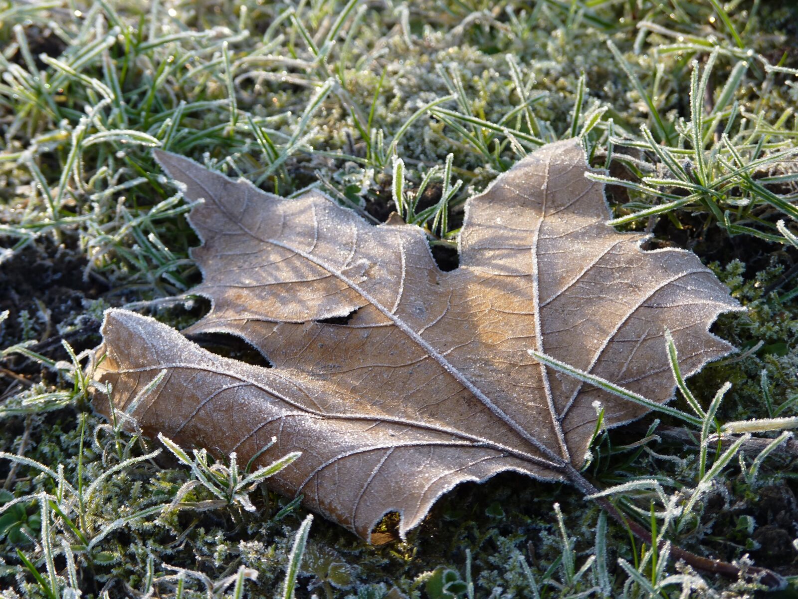 Panasonic Lumix DMC-FZ35 (Lumix DMC-FZ38) sample photo. Leaf, maple, frost photography