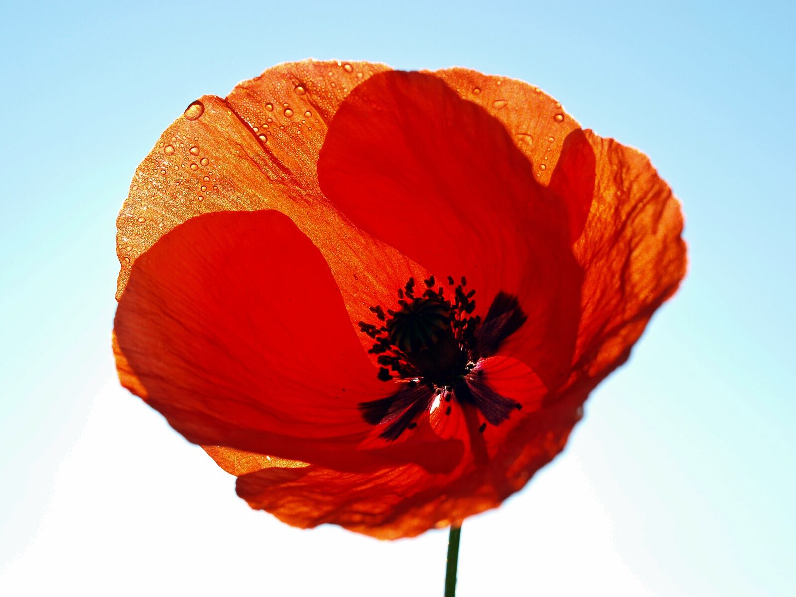 Olympus E-450 (EVOLT E-450) sample photo. Poppy, klatschmohn, rain photography