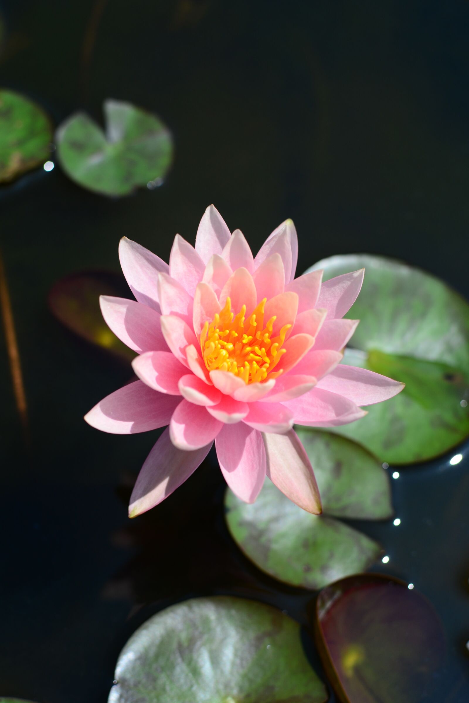 Nikon D3100 sample photo. Flower, lotus, pink red photography