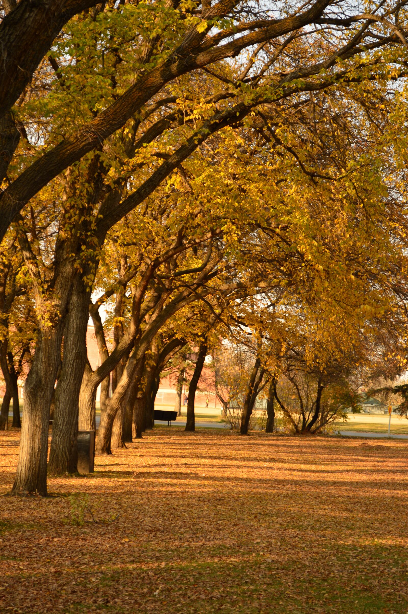 Nikon D3200 sample photo. Tree, fall, park photography