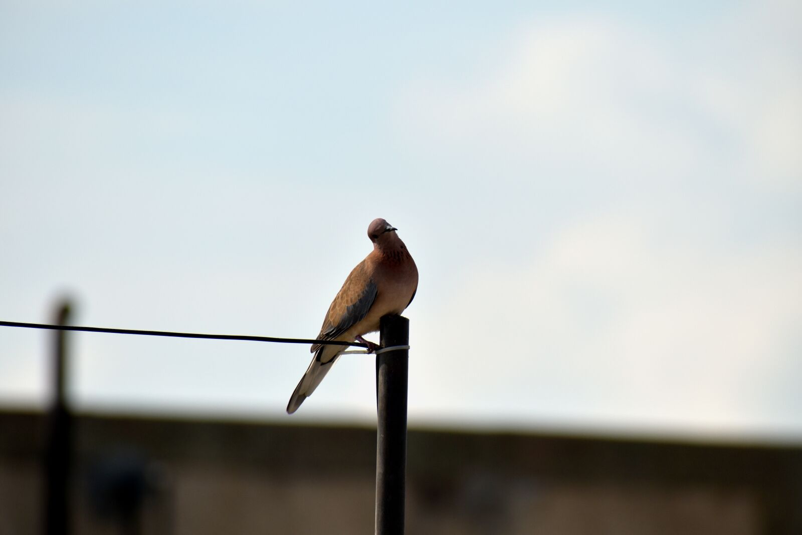 Nikon D5600 sample photo. Indian dove, bird, sitting photography