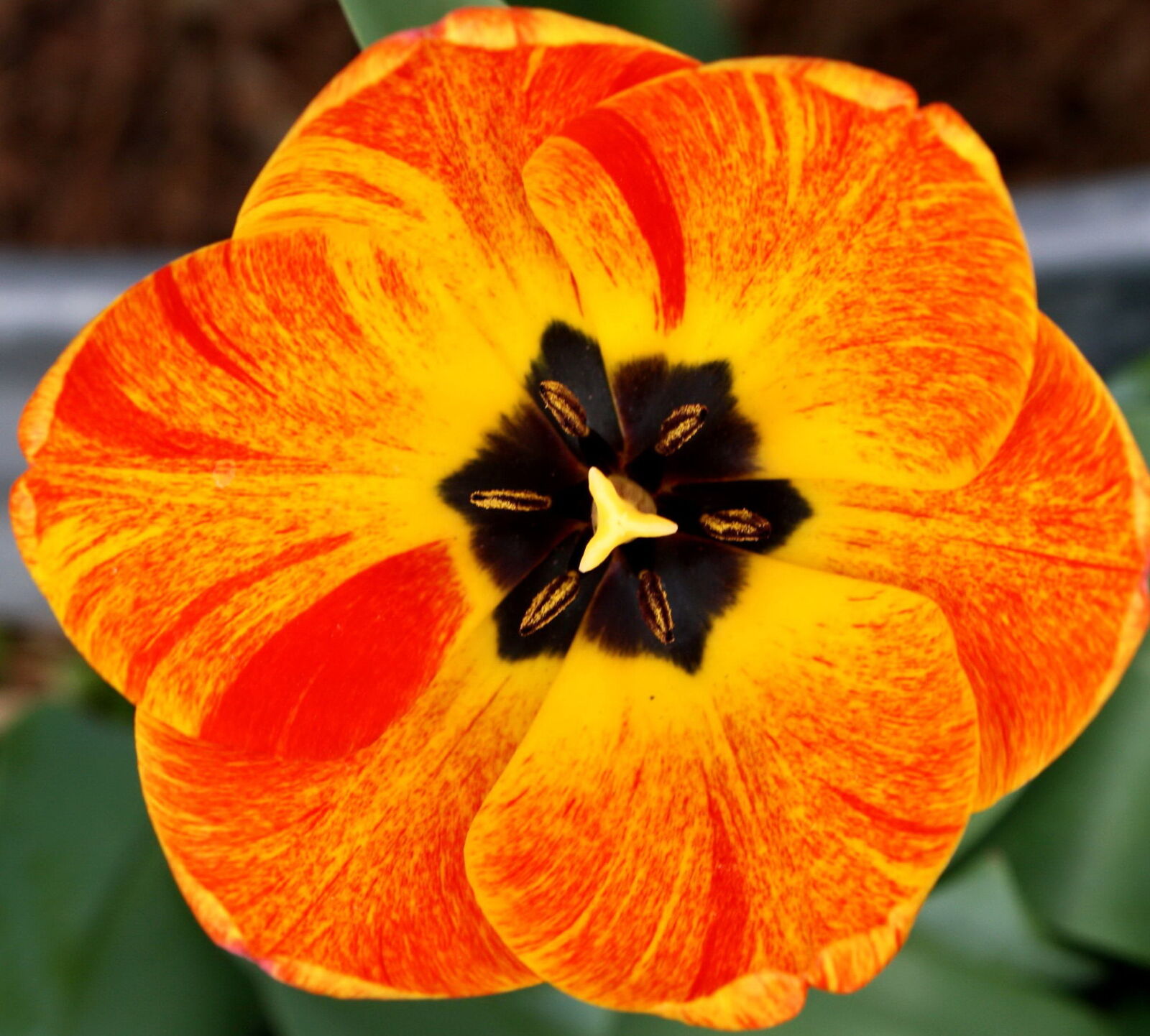 f/3.5-5.6 IS sample photo. Flame colored tulip, flower photography