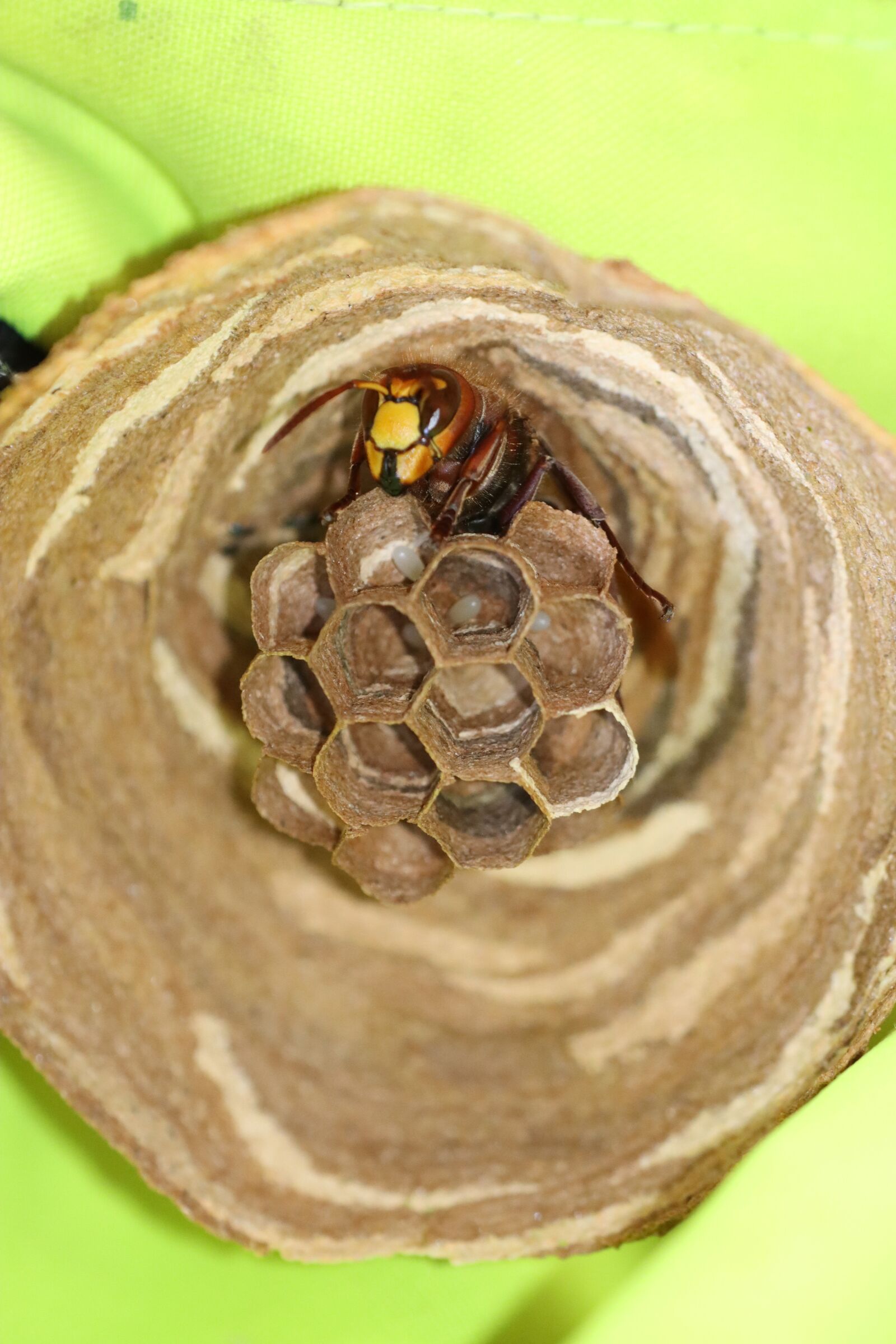 Canon EOS 90D sample photo. Wasp, sting, insect photography