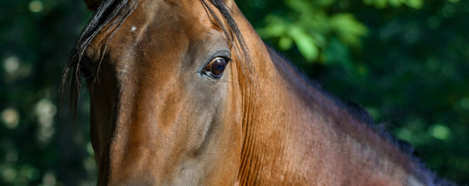Nikon D500 sample photo. Horse, look, close up photography