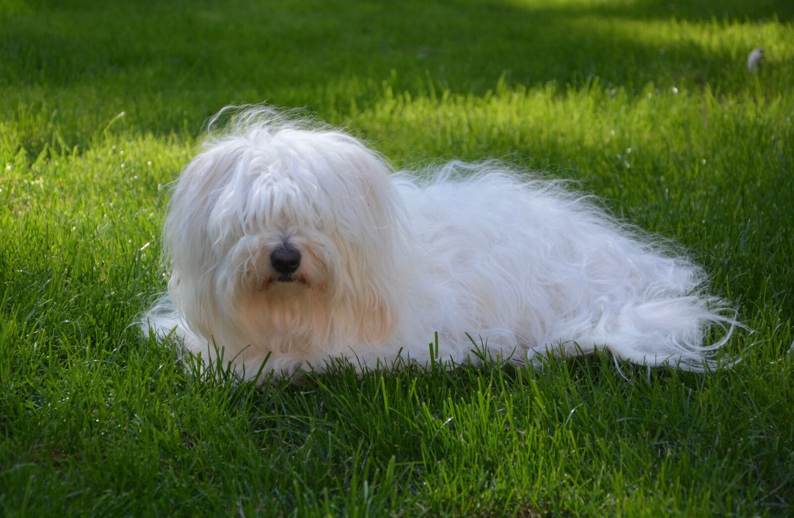 Nikon D5200 sample photo. Cotton tulear, adult, female photography