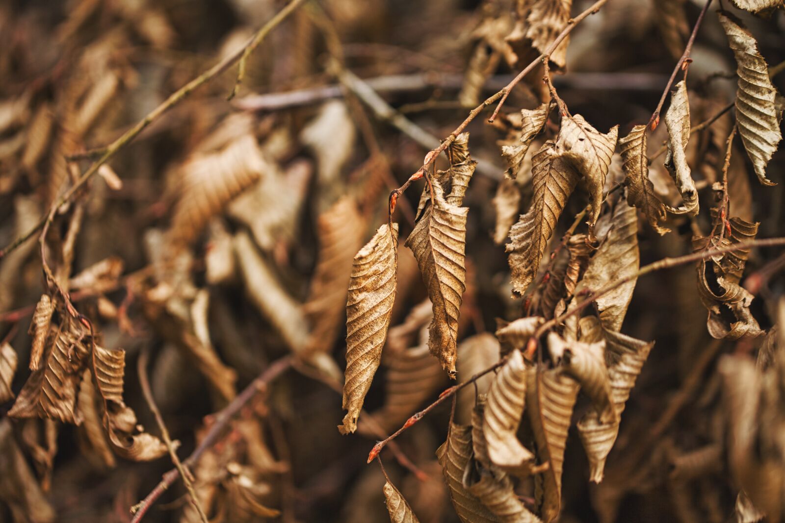 Canon EOS 5D sample photo. Leaves, branches, reisich photography