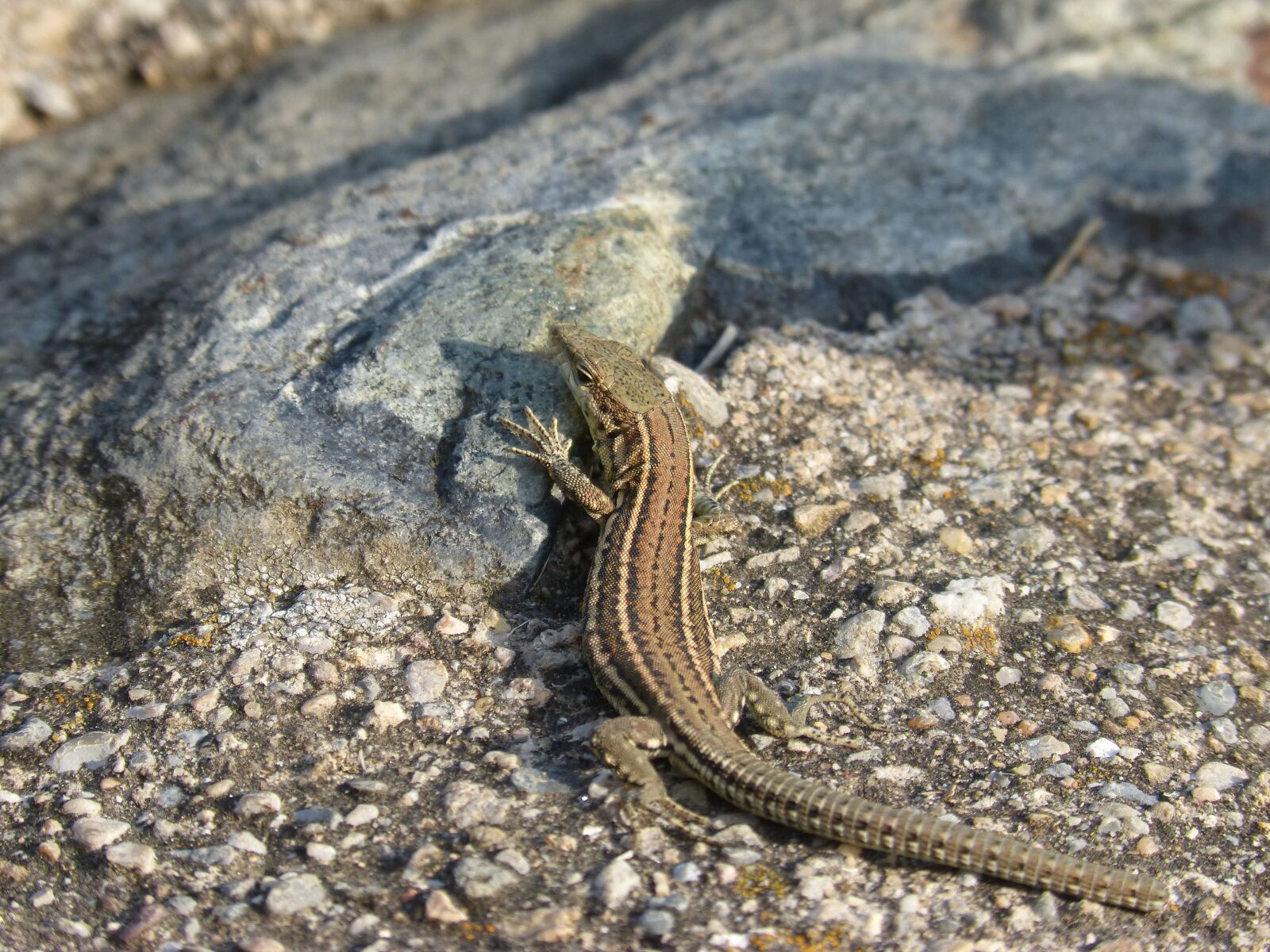 Panasonic DMC-FZ62 sample photo. Lizard iberian, lizard, sargantana photography