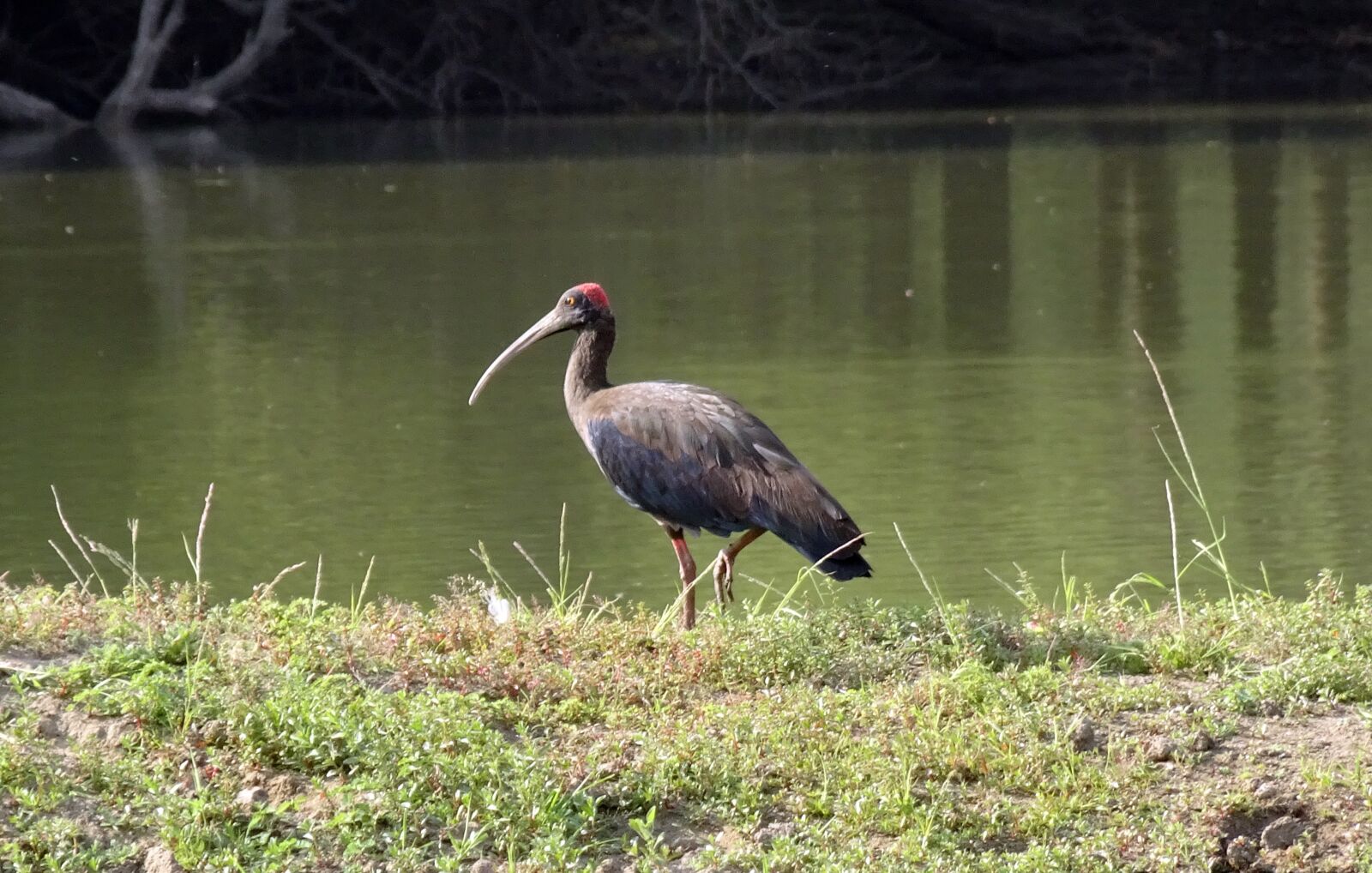 Sony Cyber-shot DSC-HX90V sample photo. Bird, red-naped ibis, pseudibis photography