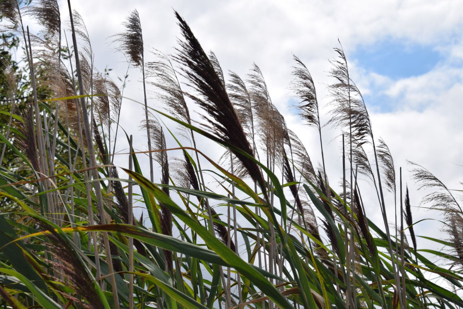 Nikon D5300 sample photo. Blowing vegetation, swamp plants photography