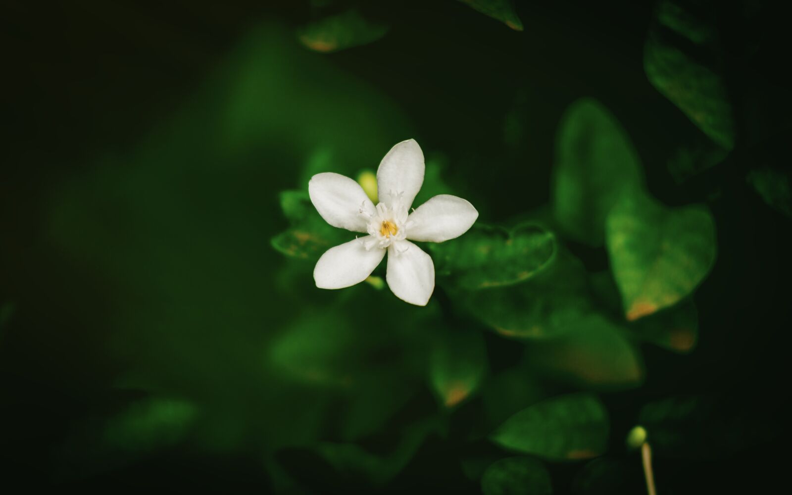 Canon EOS 7D sample photo. Flowers, peach, nature photography