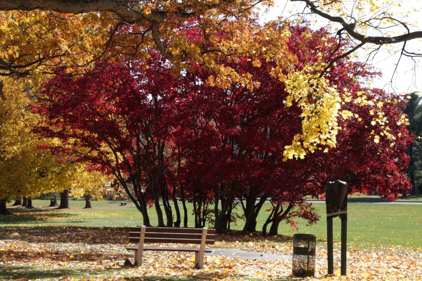 Canon EOS 700D (EOS Rebel T5i / EOS Kiss X7i) sample photo. Nature, trees, outside photography