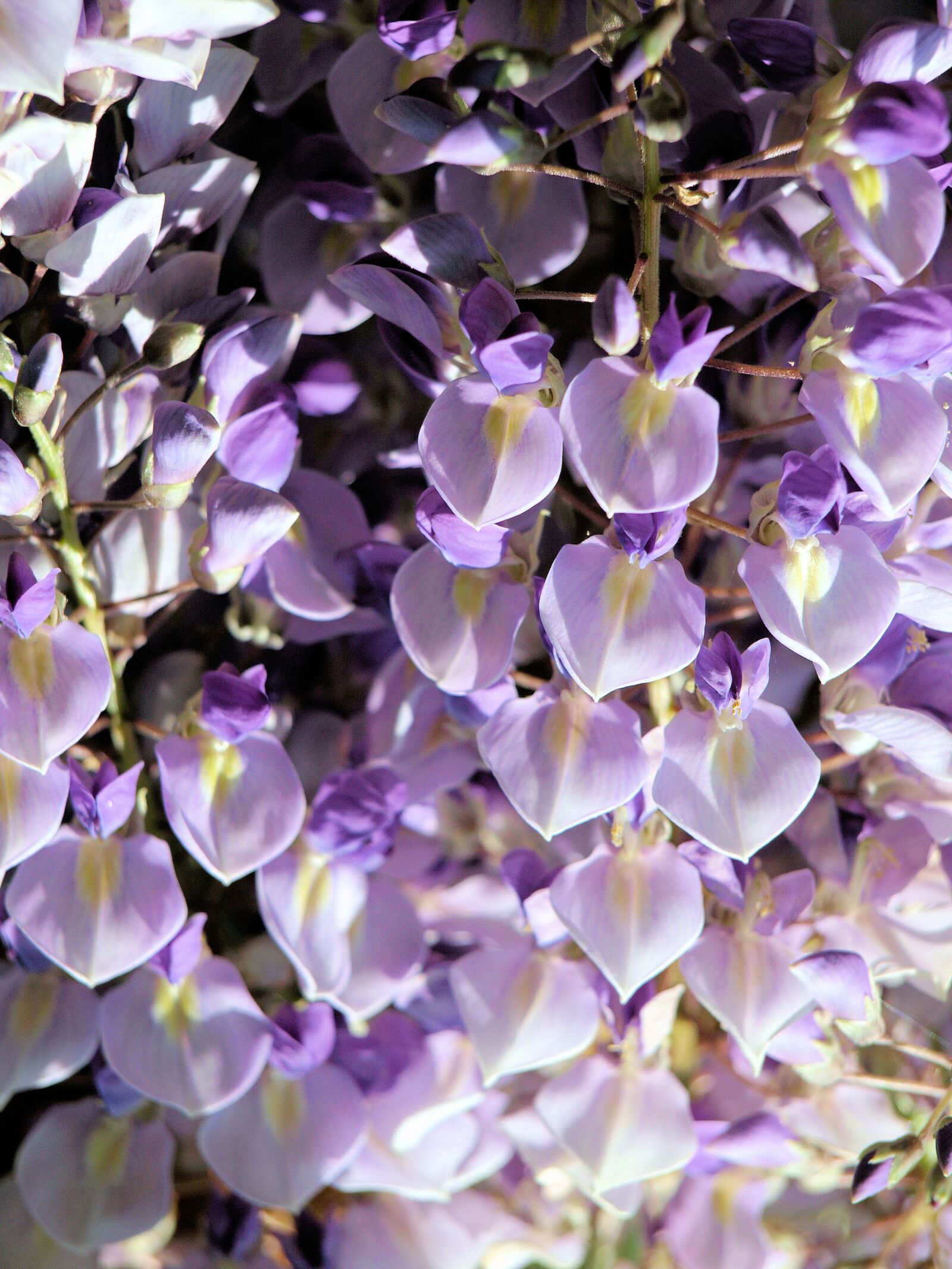 Olympus E-510 (EVOLT E-510) sample photo. Flower, mauve, summer photography