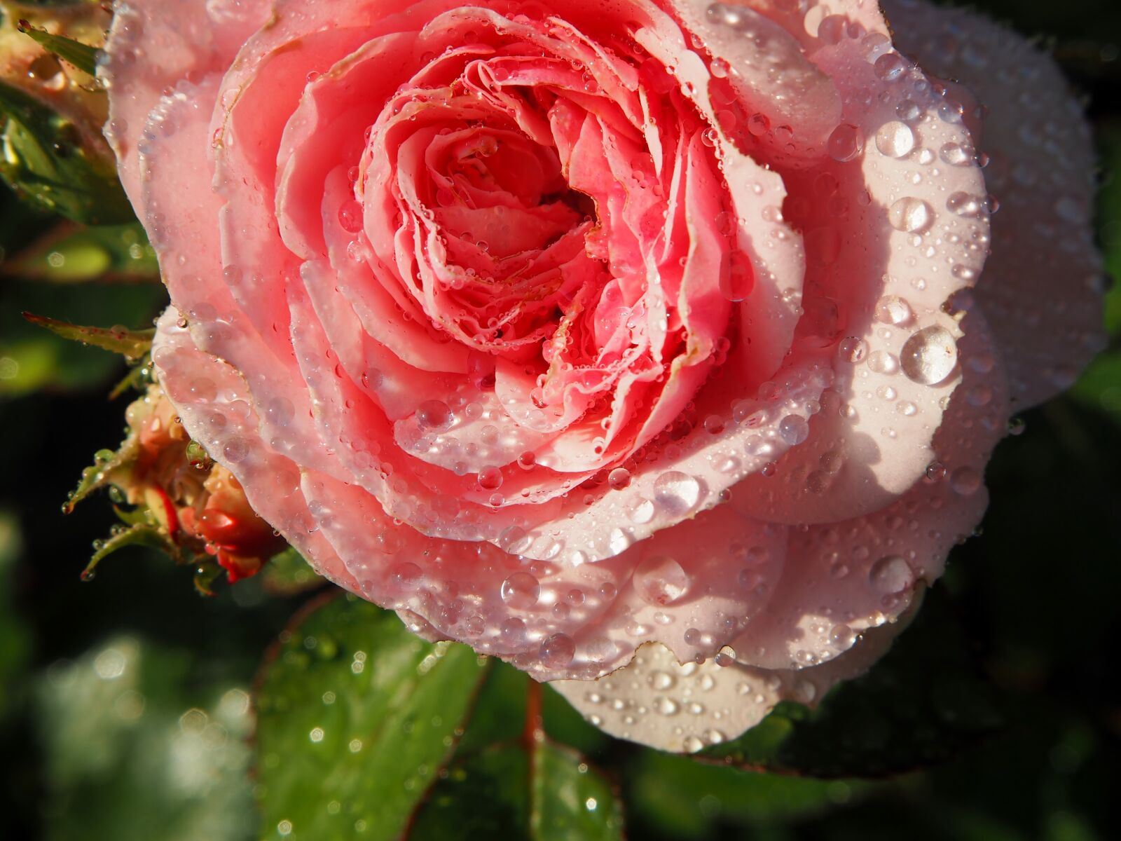Olympus OM-D E-M10 sample photo. Rose, rose flower, blossom photography