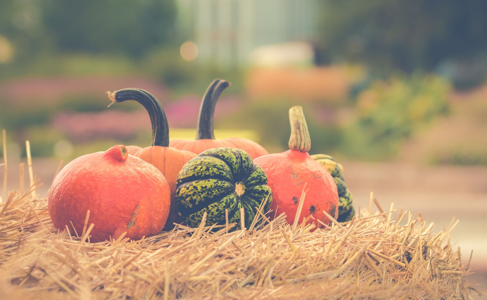 Sony SLT-A58 + 105mm F2.8 sample photo. Pumpkin, autumn, orange photography