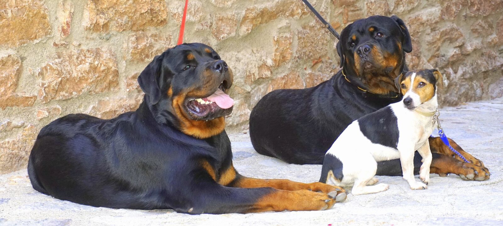 Sony a6000 sample photo. Dogs, black, animals photography