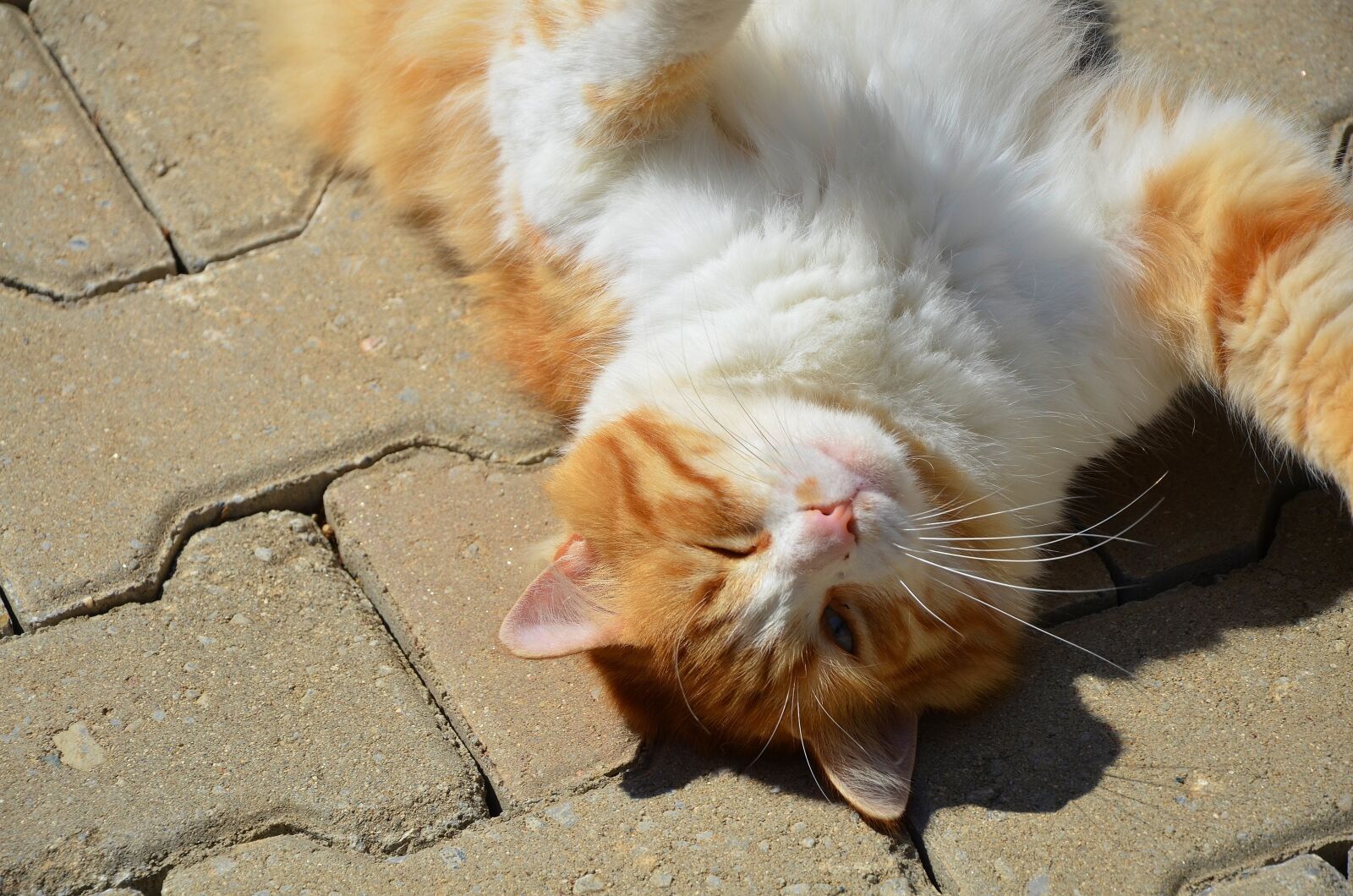 Nikon D7000 sample photo. Cat, animal, pet photography