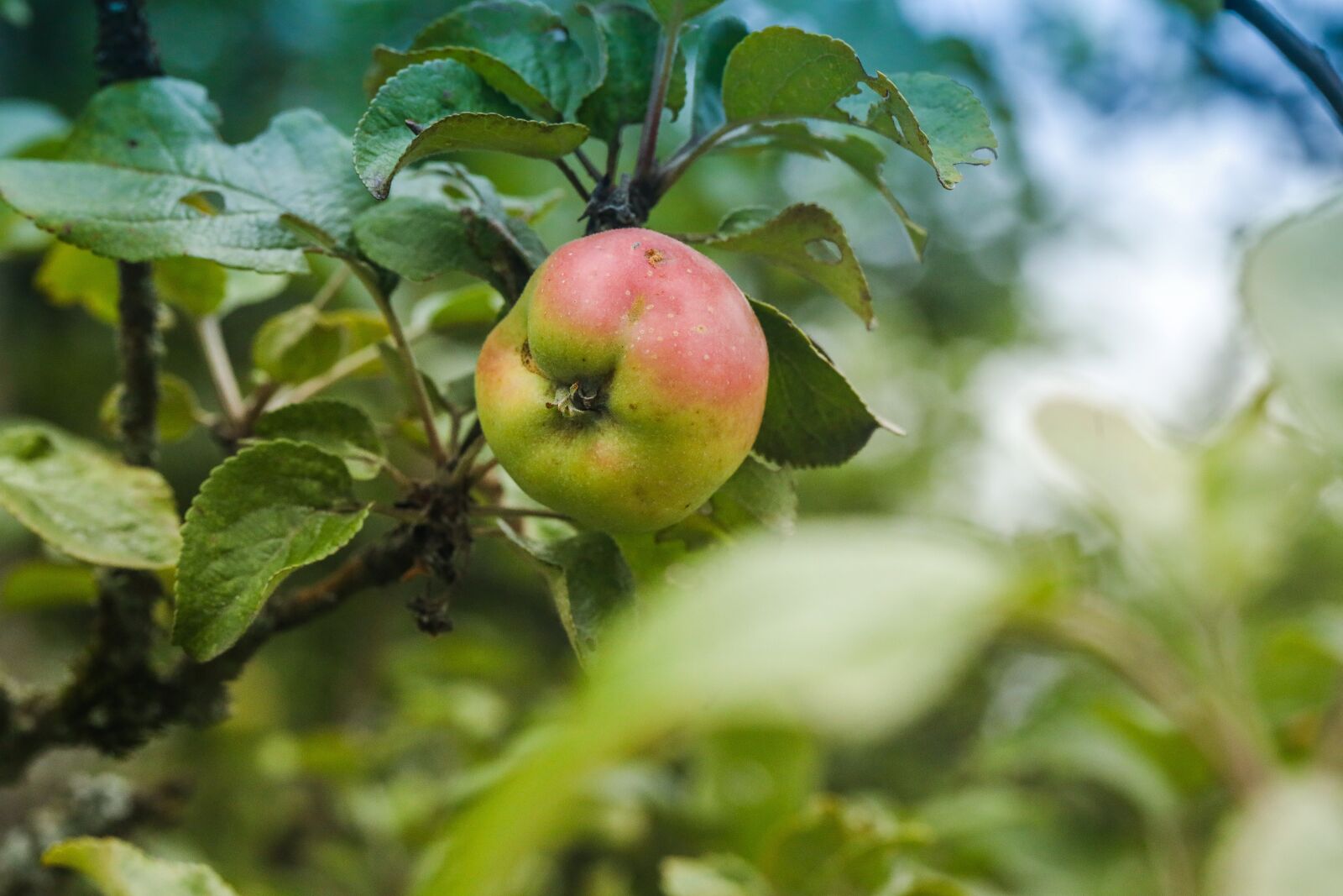 Canon EF 100mm F2.8L Macro IS USM sample photo. Apple, apple tree, green photography