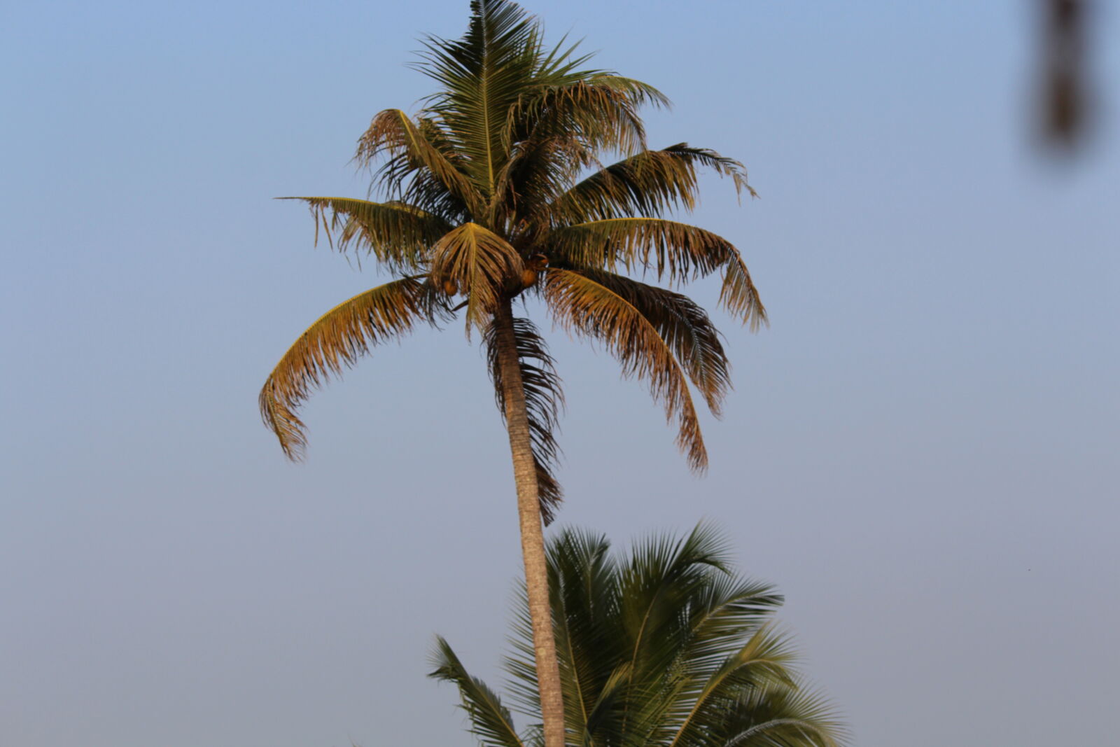 Canon EOS 700D (EOS Rebel T5i / EOS Kiss X7i) sample photo. Coconut, tree, nature, nature photography