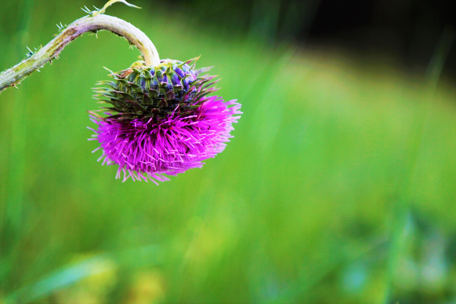 Canon EF 24-105mm F4L IS USM sample photo. Flower, dea, pink photography