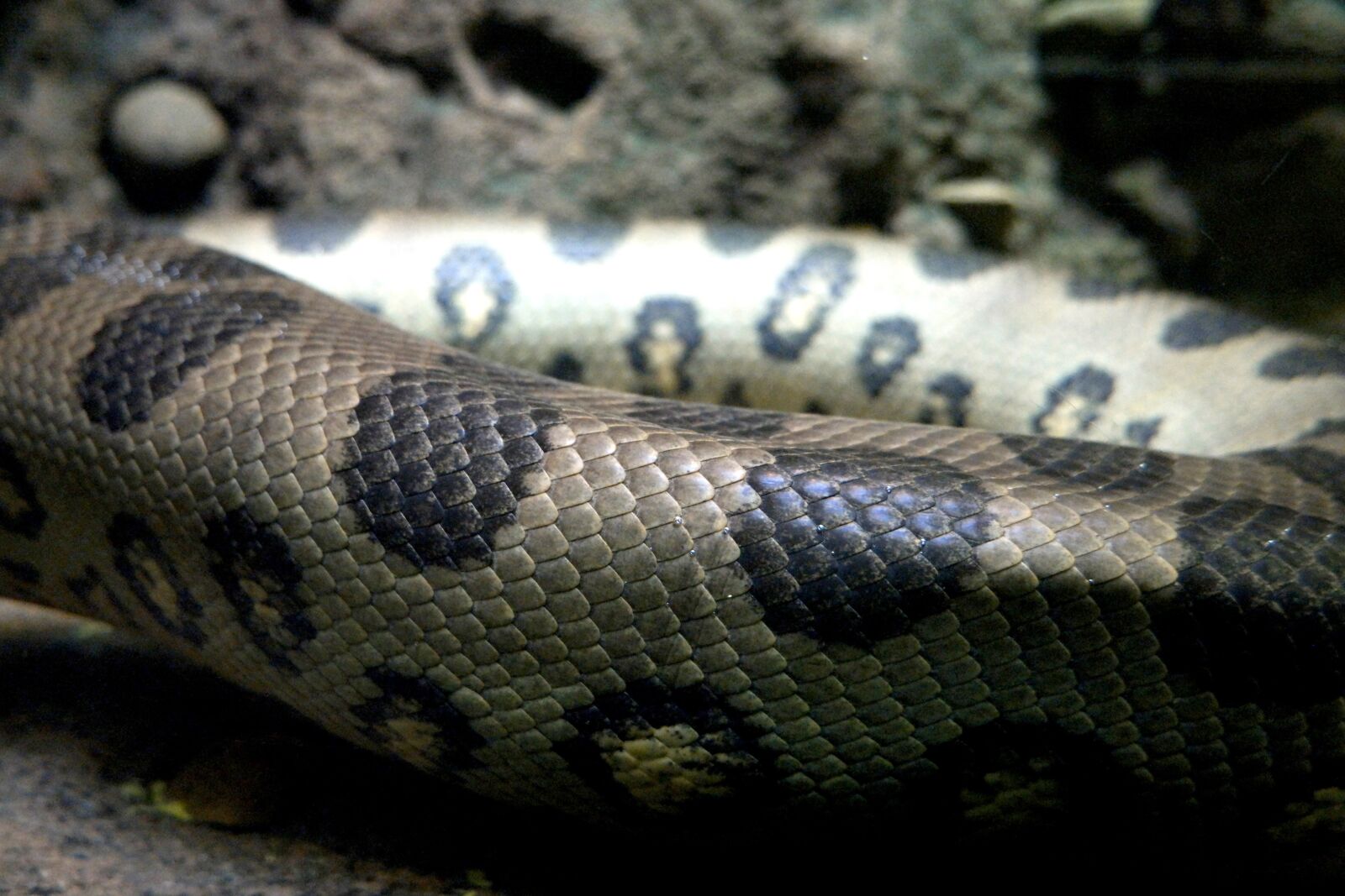 Samsung NX500 sample photo. Snake, skin, animal photography