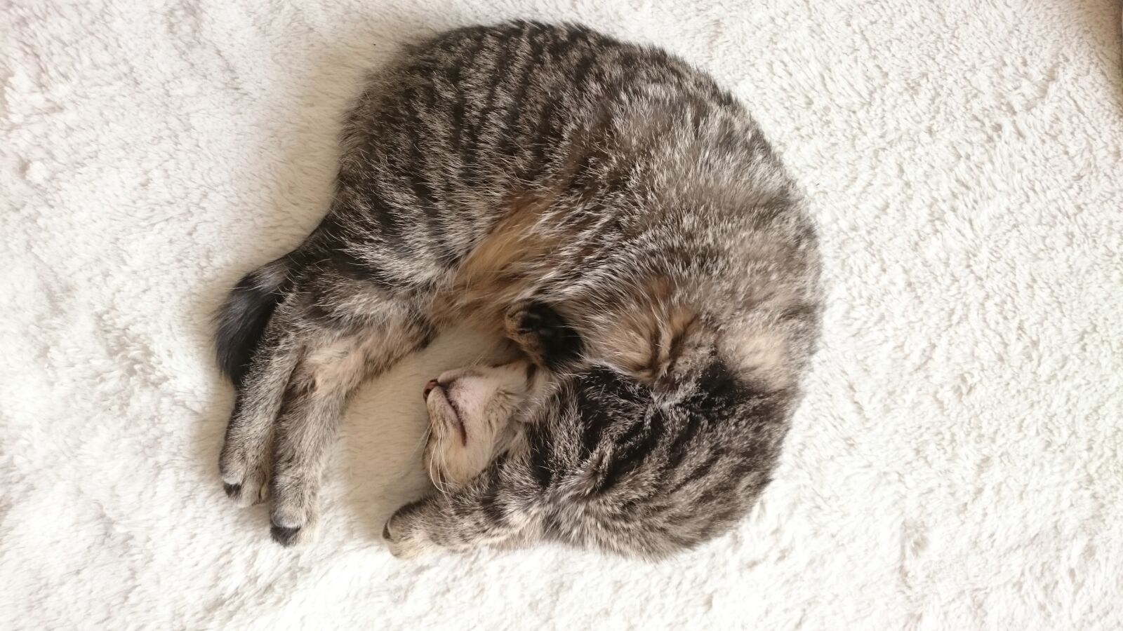 Sony Xperia Z3 sample photo. Mammal, animal, cute photography