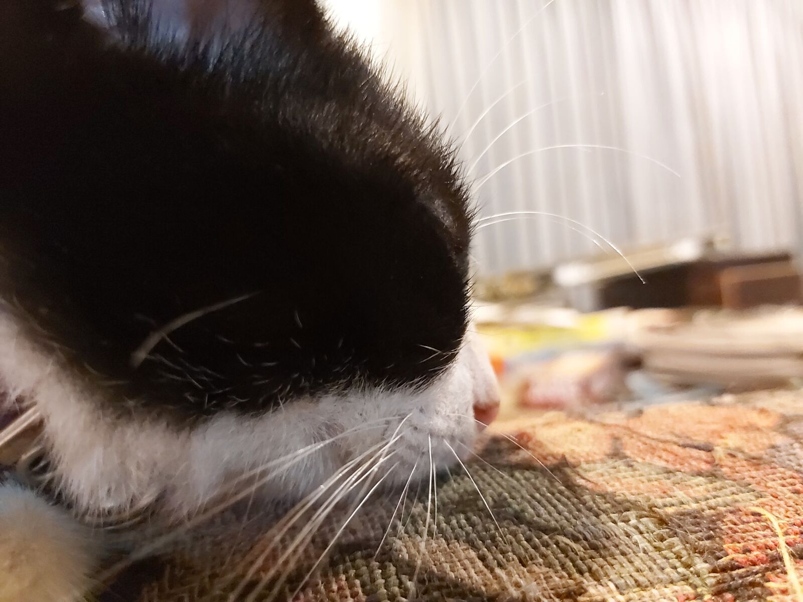 Samsung Galaxy A70 sample photo. Kitten, lovely, sleepy photography