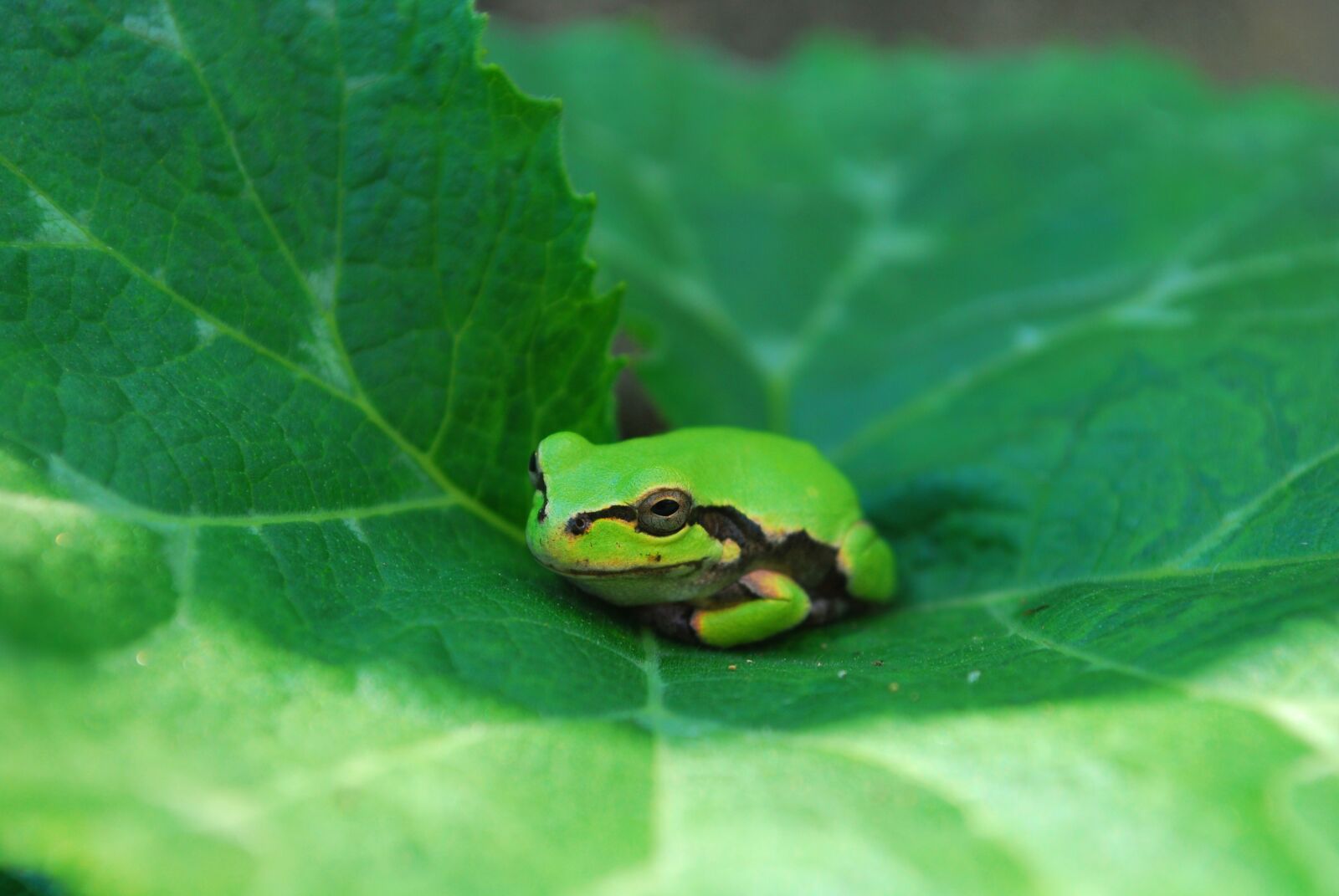 Nikon D60 sample photo. Frog, tree frogs, pumpkin photography