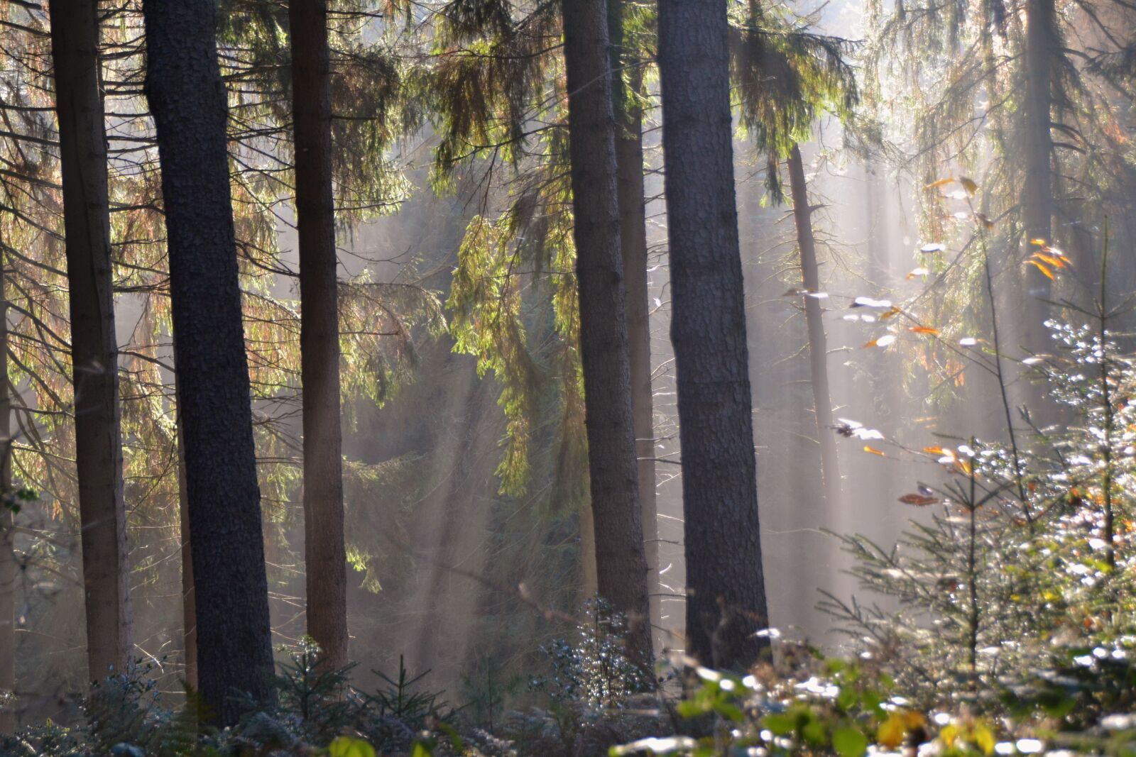 Nikon D3100 sample photo. Sunbeam, forest, firs photography