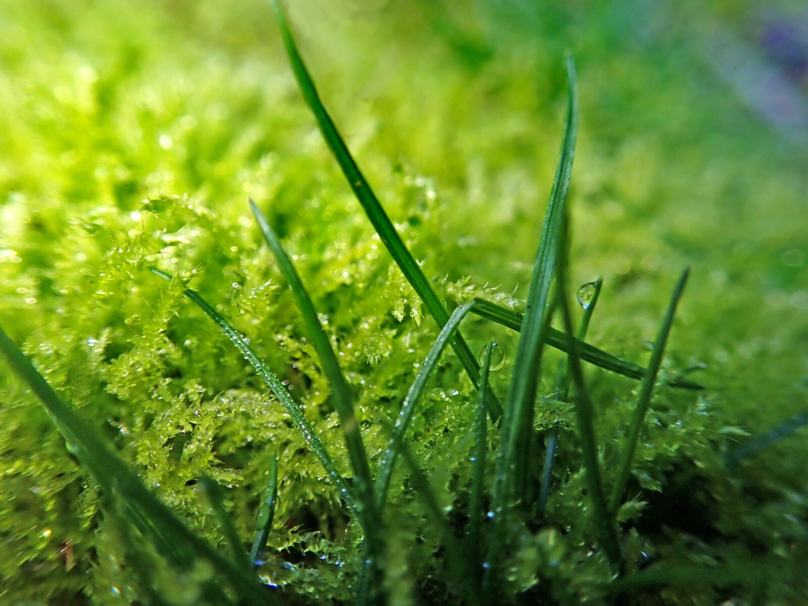 Olympus TG-5 sample photo. Grass, moss, foliage photography