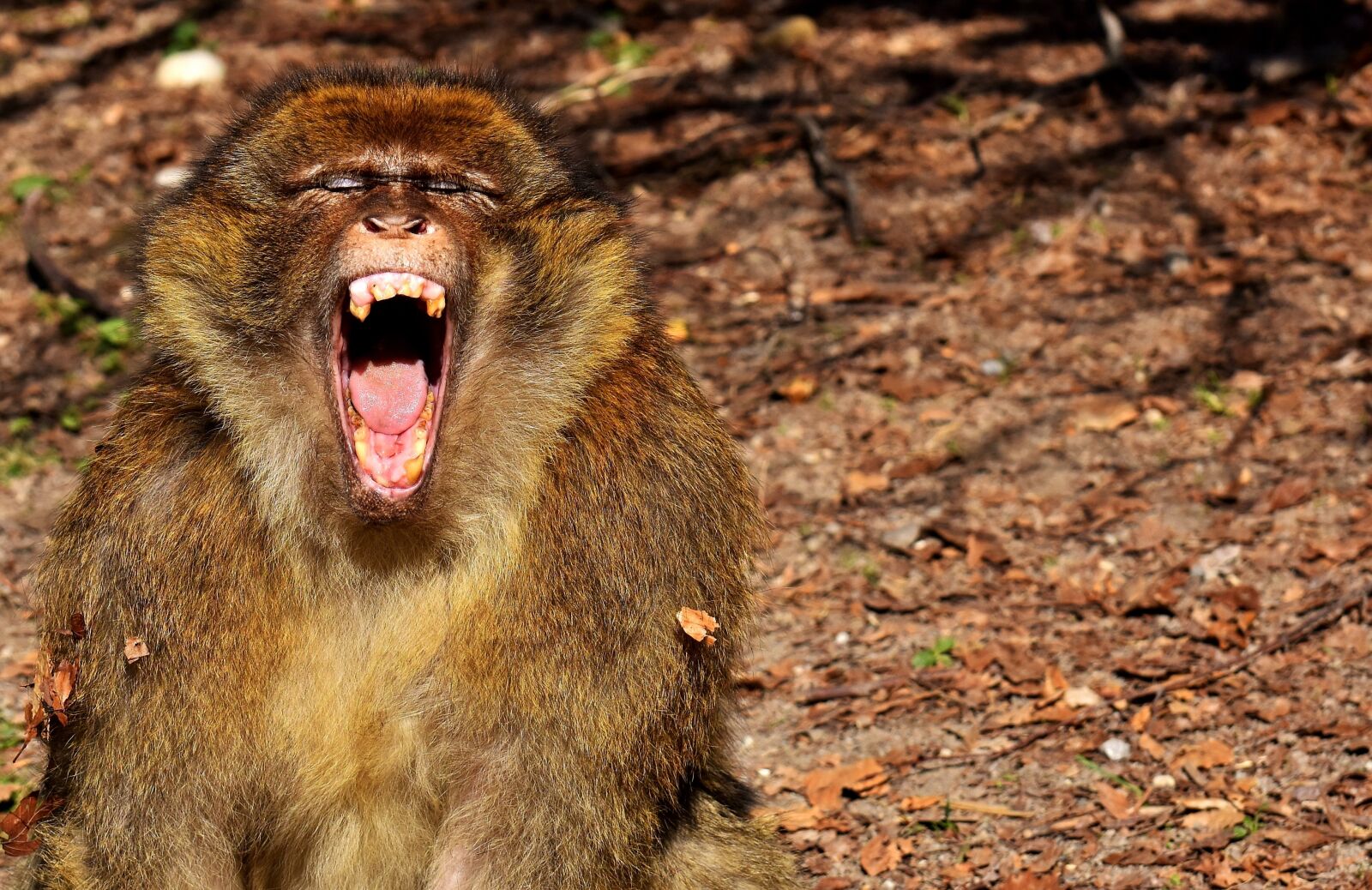 Nikon D7200 sample photo. Barbary ape, yawn, endangered photography