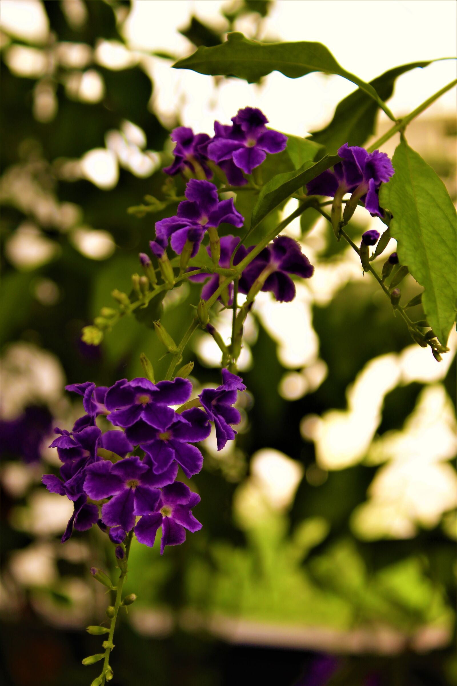 Canon EOS 700D (EOS Rebel T5i / EOS Kiss X7i) + Canon EF-S 18-55mm F3.5-5.6 IS II sample photo. Flowers, purple flowers, branch photography