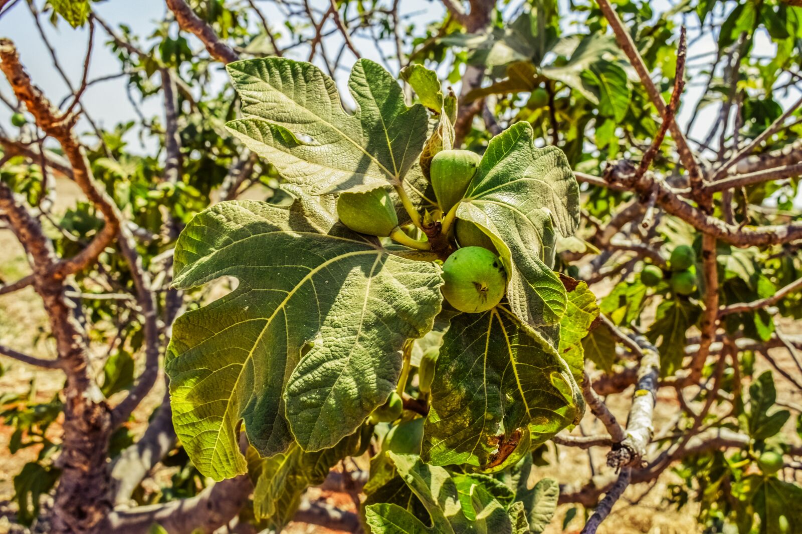 Nikon D3300 sample photo. Fig tree, leaf, fruit photography