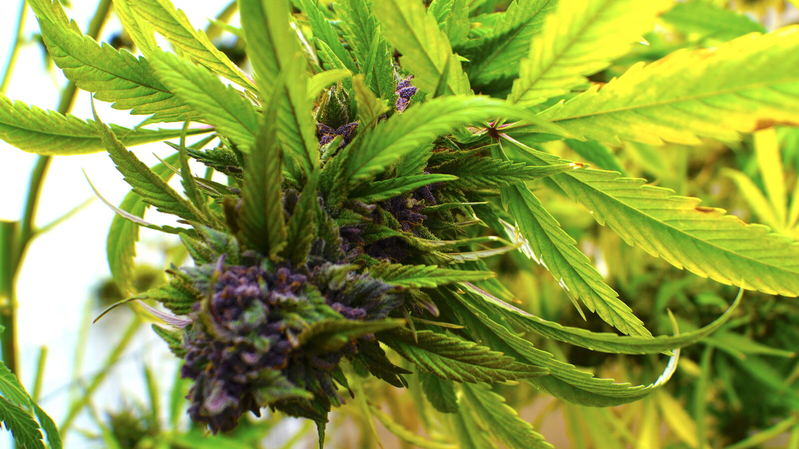 Sony SLT-A57 sample photo. Dank, ganja, marijuana, purple photography